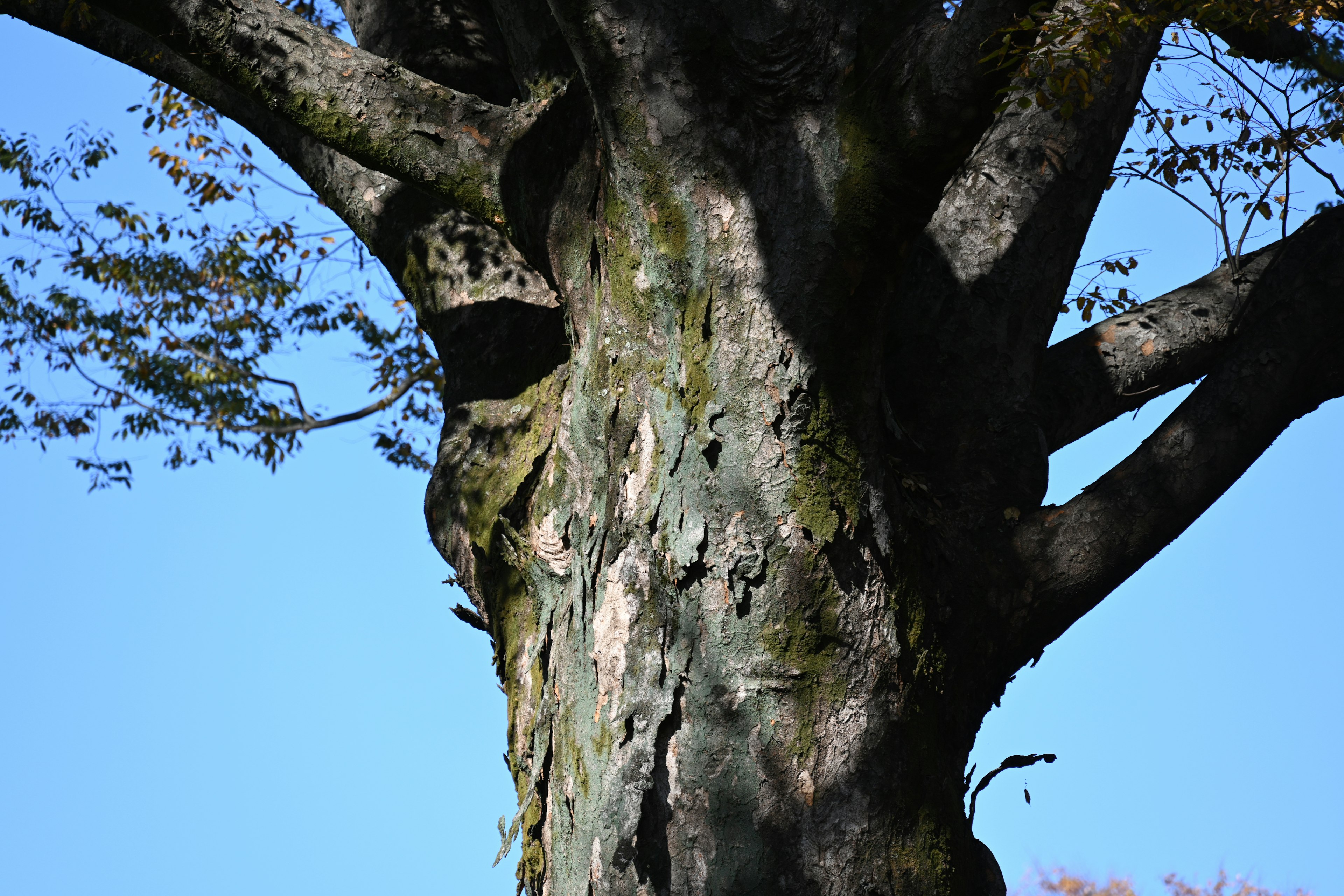 Close-up of a large tree trunk showcasing textured bark against a blue sky