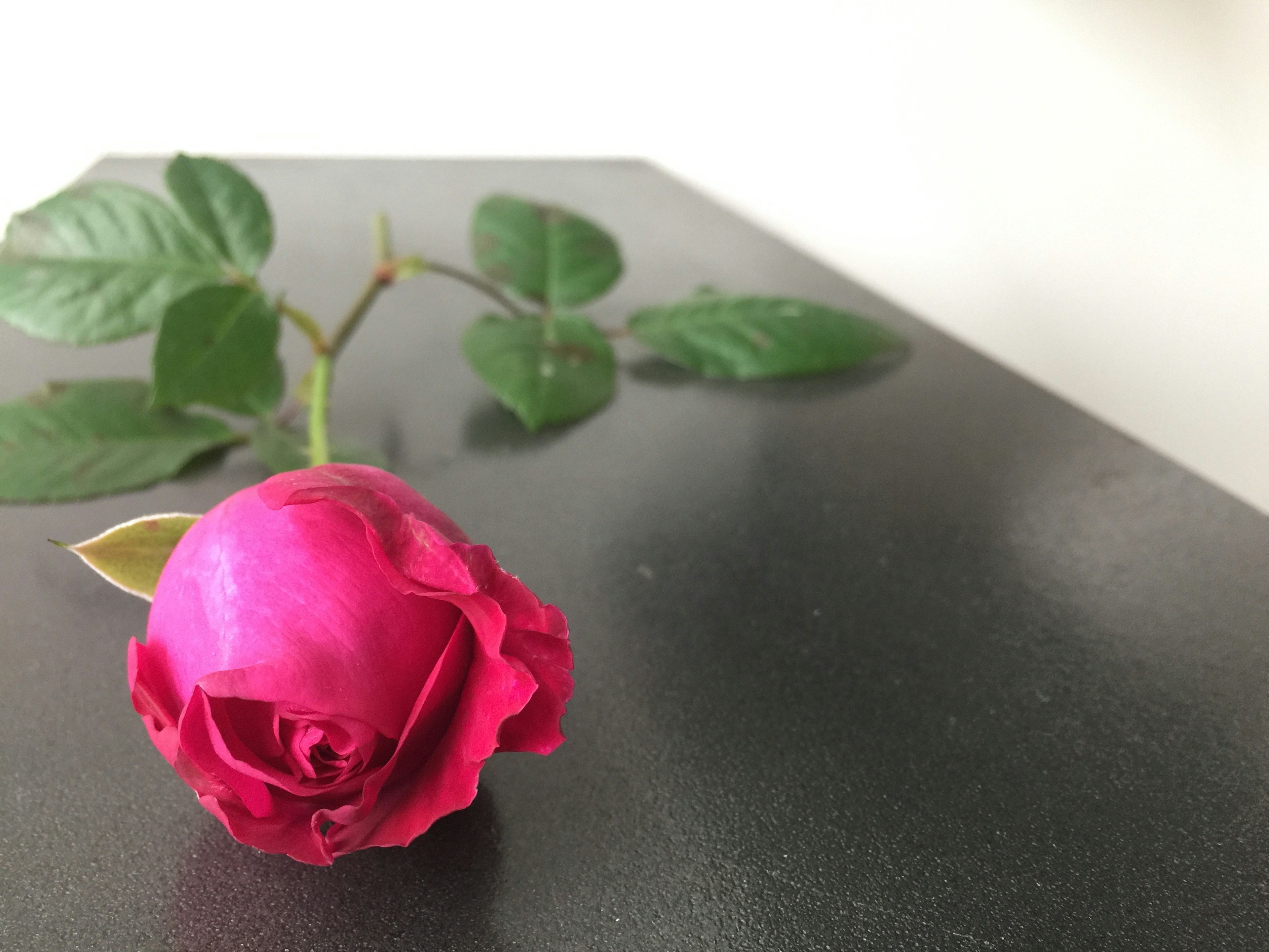 Pink rose with leaves on a black table