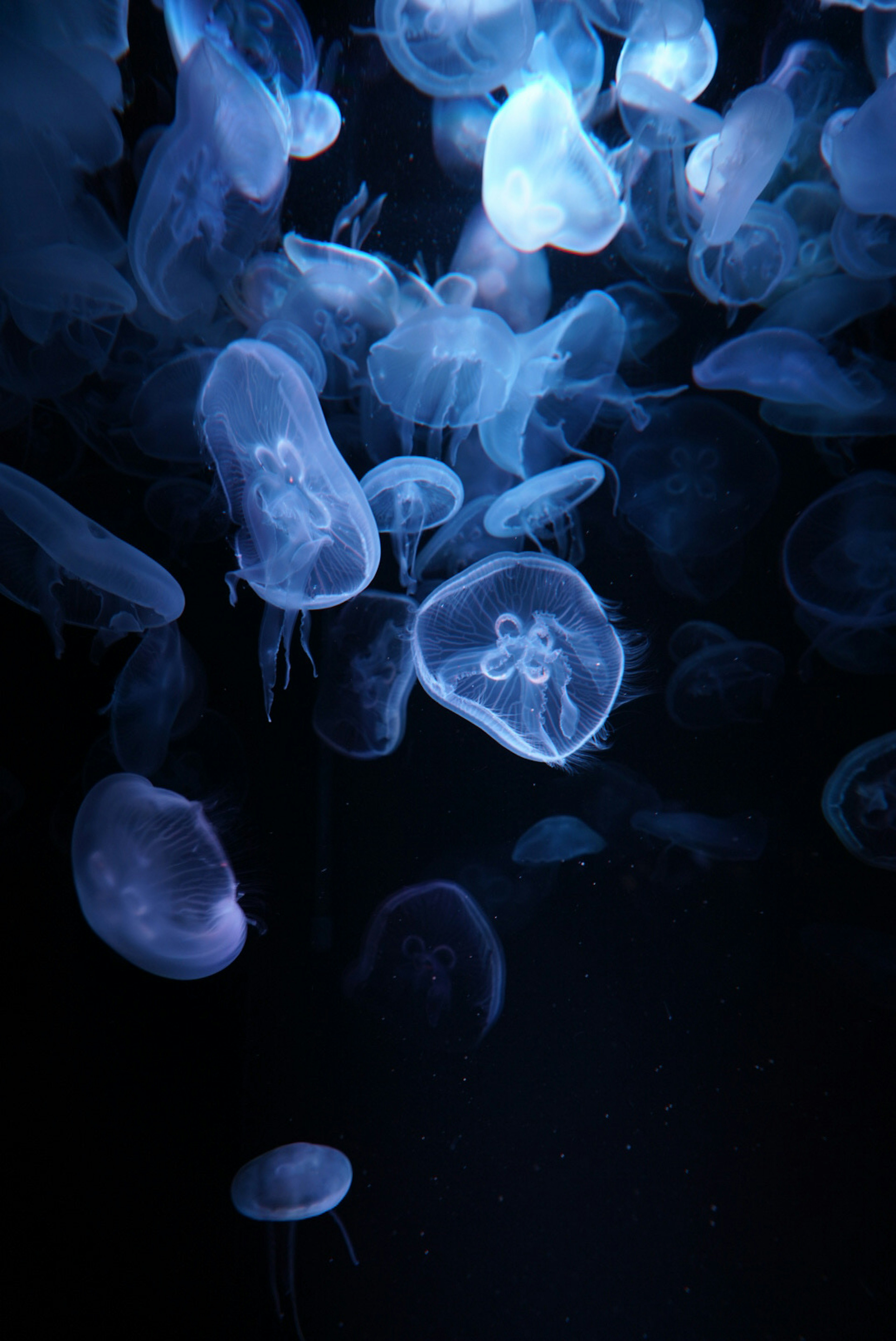 A mesmerizing scene of jellyfish drifting in water illuminated by blue light