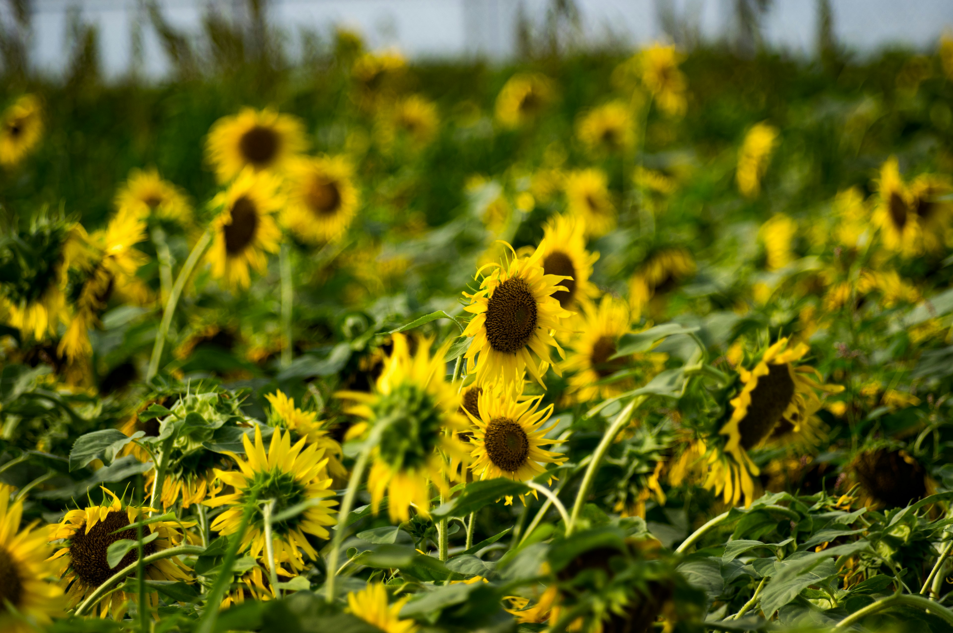 Lebendiges Feld von Sonnenblumen mit leuchtend gelben Blüten