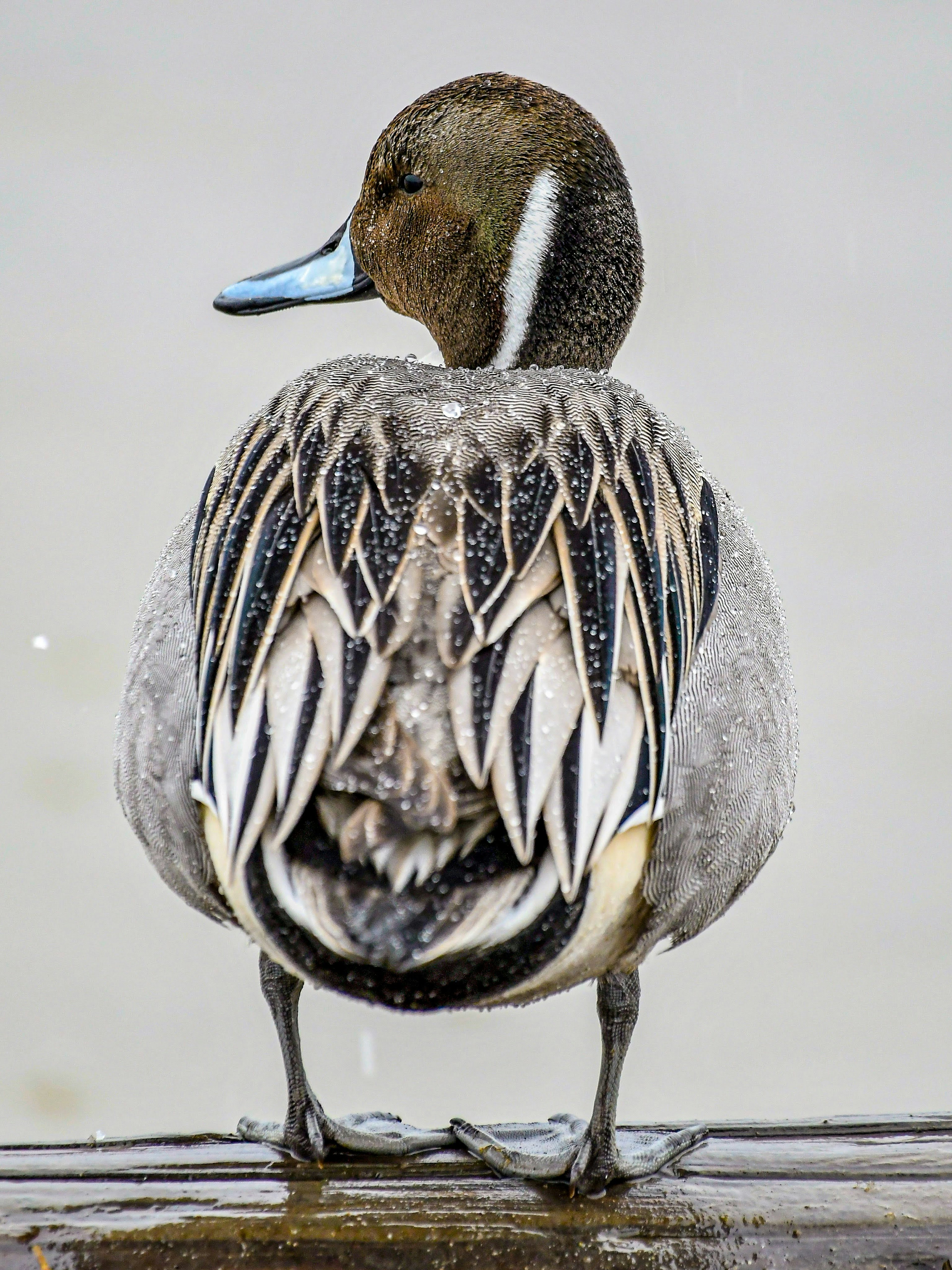 Un oiseau aquatique de dos montrant des plumes et des caractéristiques de tête détaillées