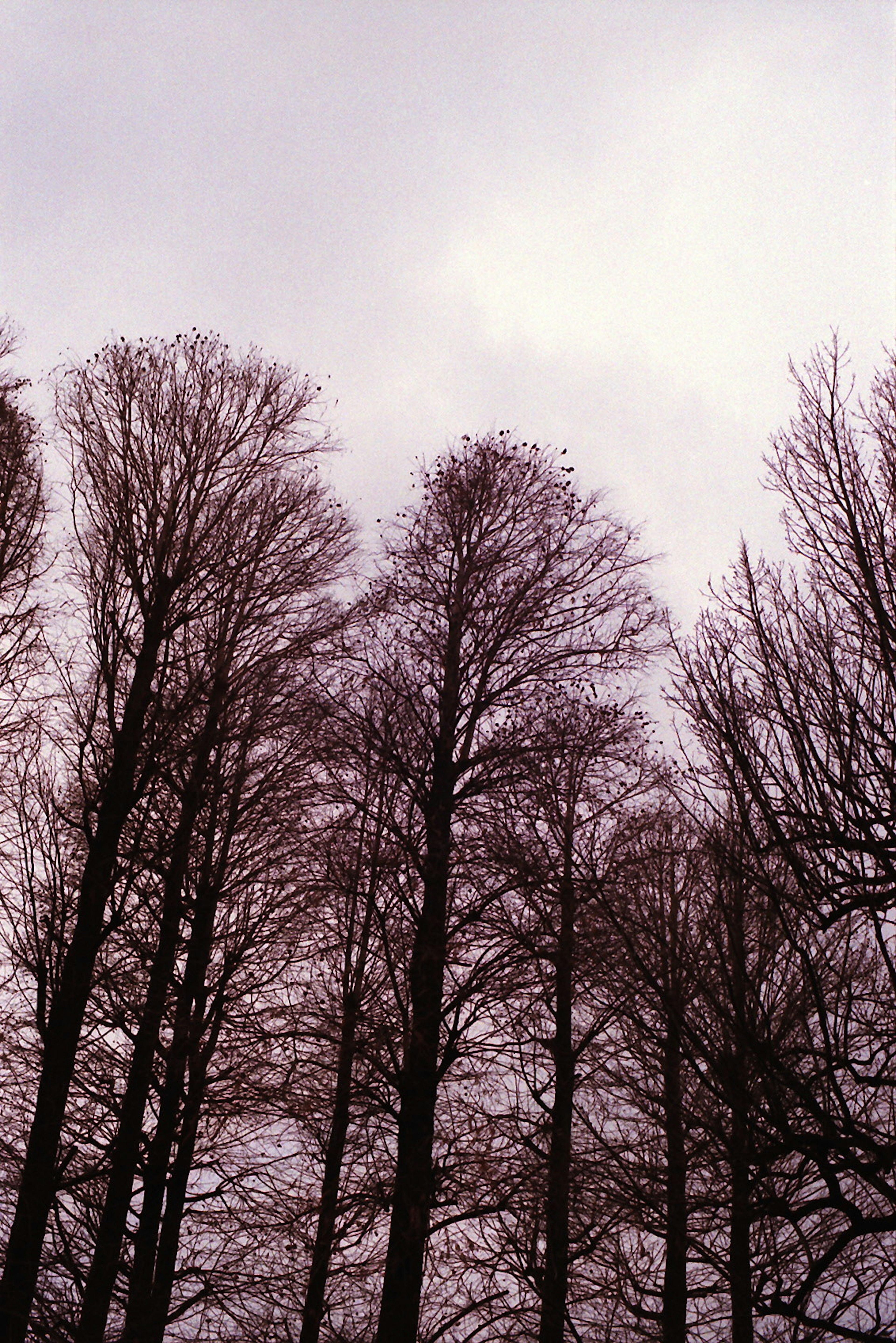 Silhouette d'arbres élancés s'élevant vers le ciel