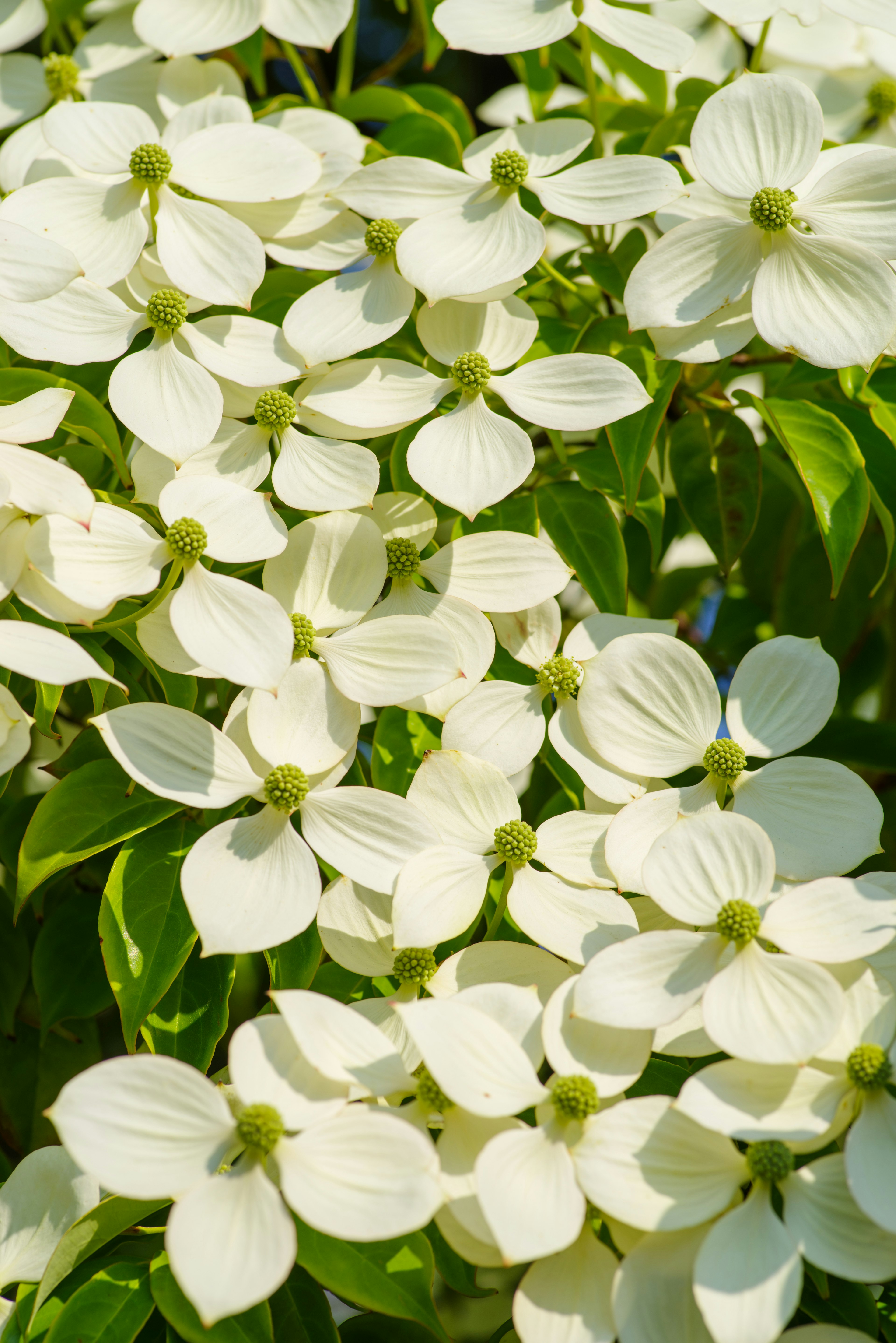 Weiße Blumen des Hartriegels, umgeben von grünen Blättern