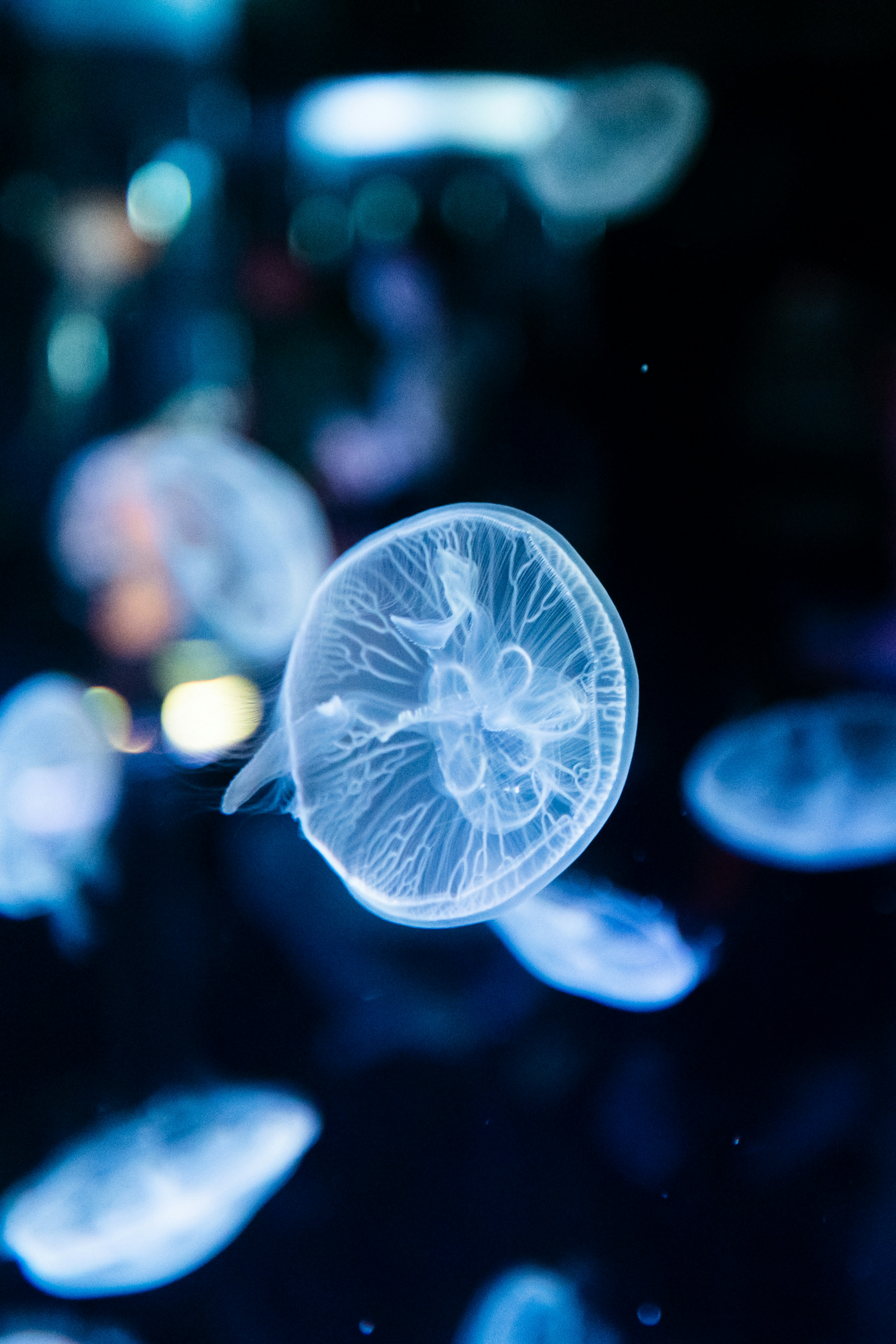 Una medusa translúcida flotando en agua azul con efectos brillantes