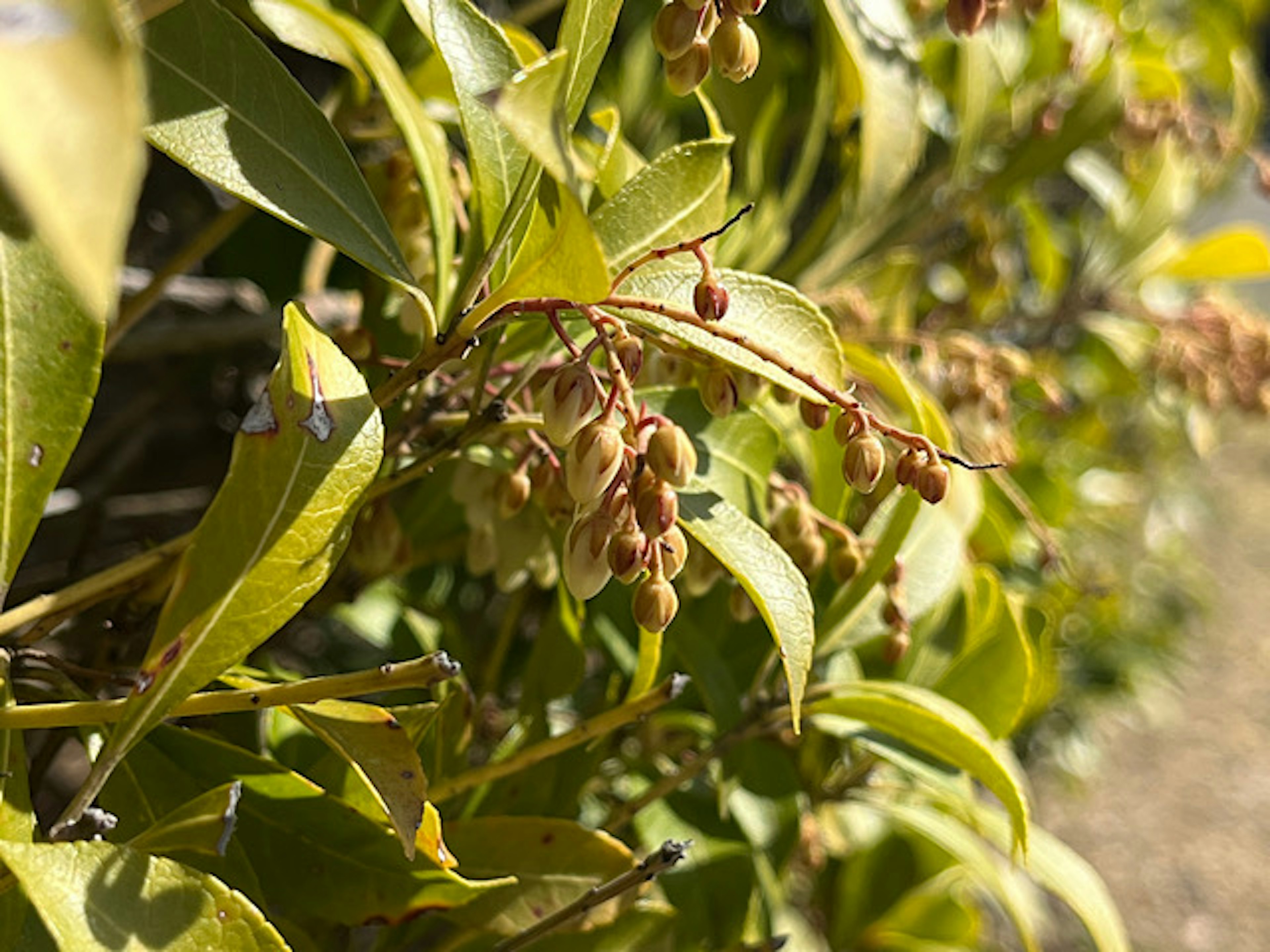 Close-up tanaman dengan daun hijau dan buah kecil