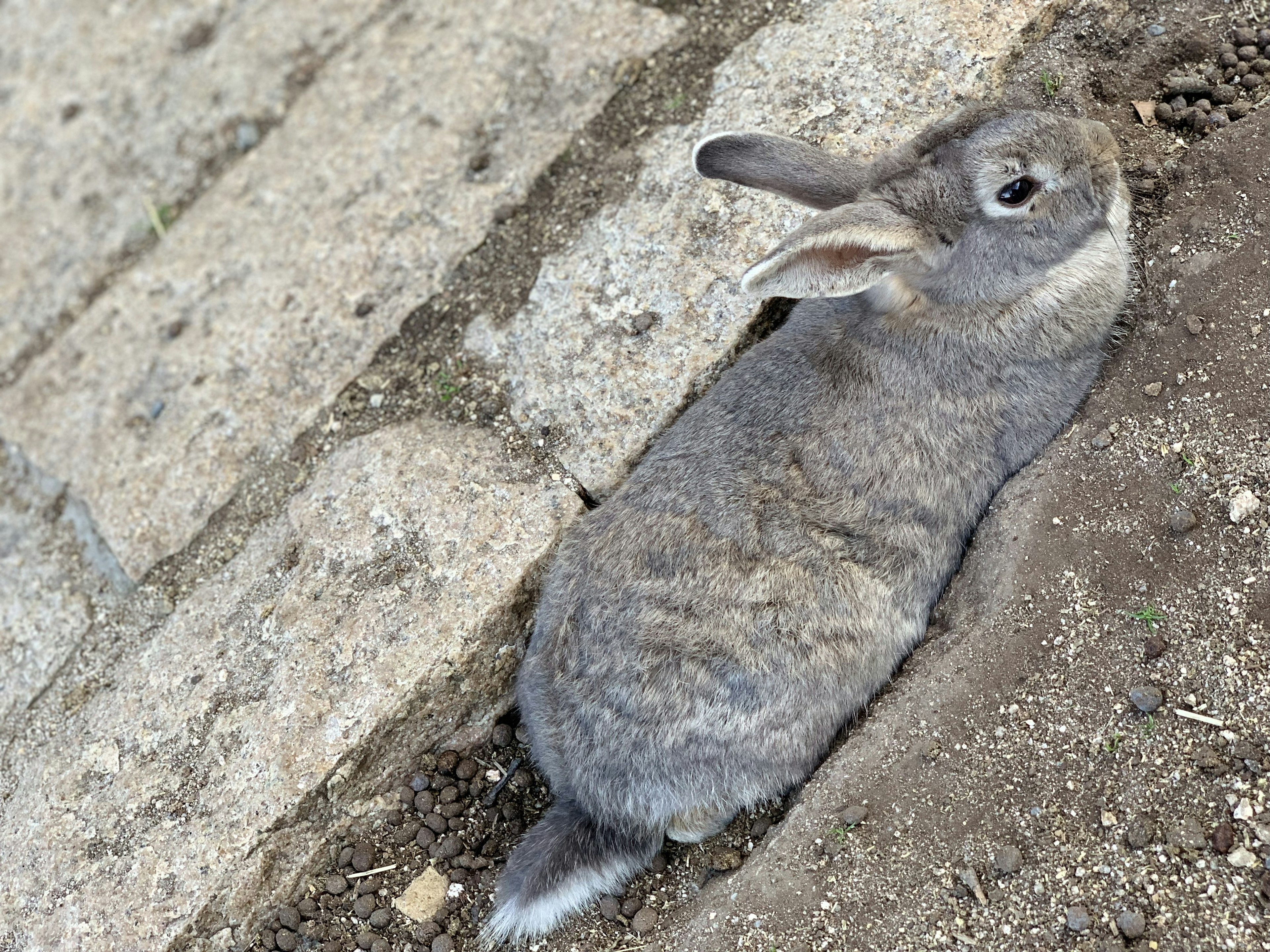 灰色のウサギが地面に横たわっている