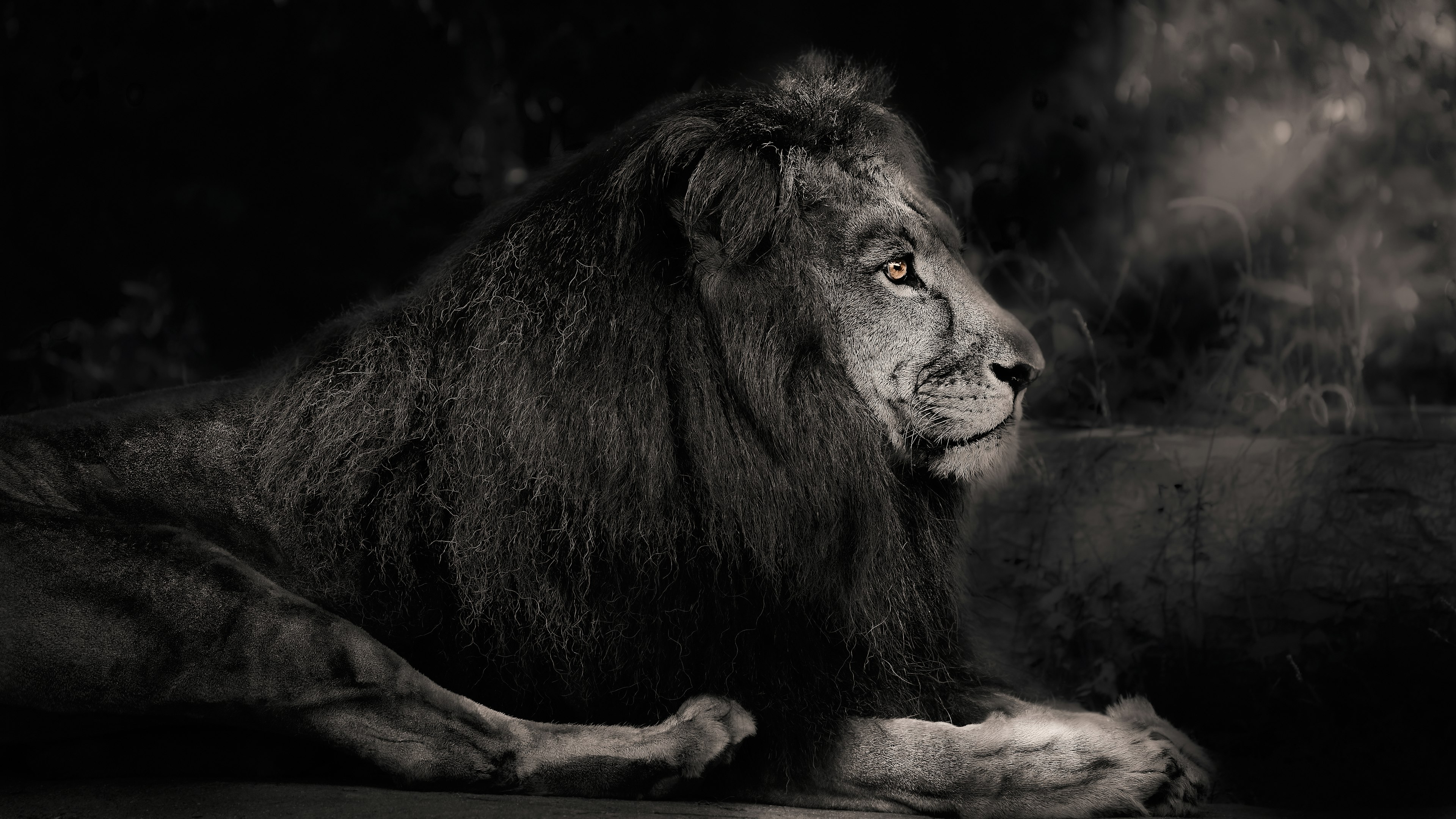 Un majestuoso león acostado en blanco y negro