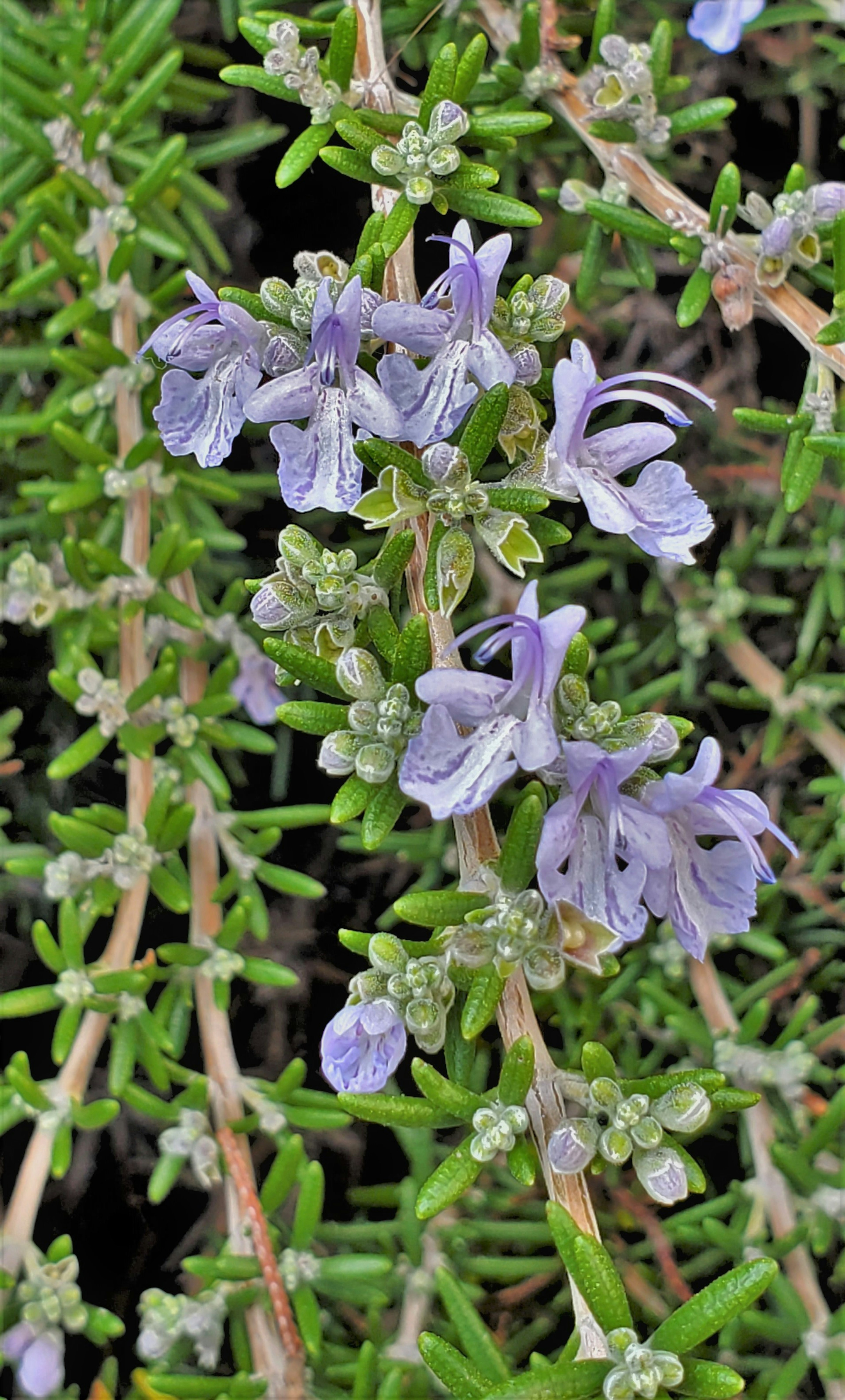 薄紫色の花を持つローズマリーの植物が緑の葉とともに描かれています