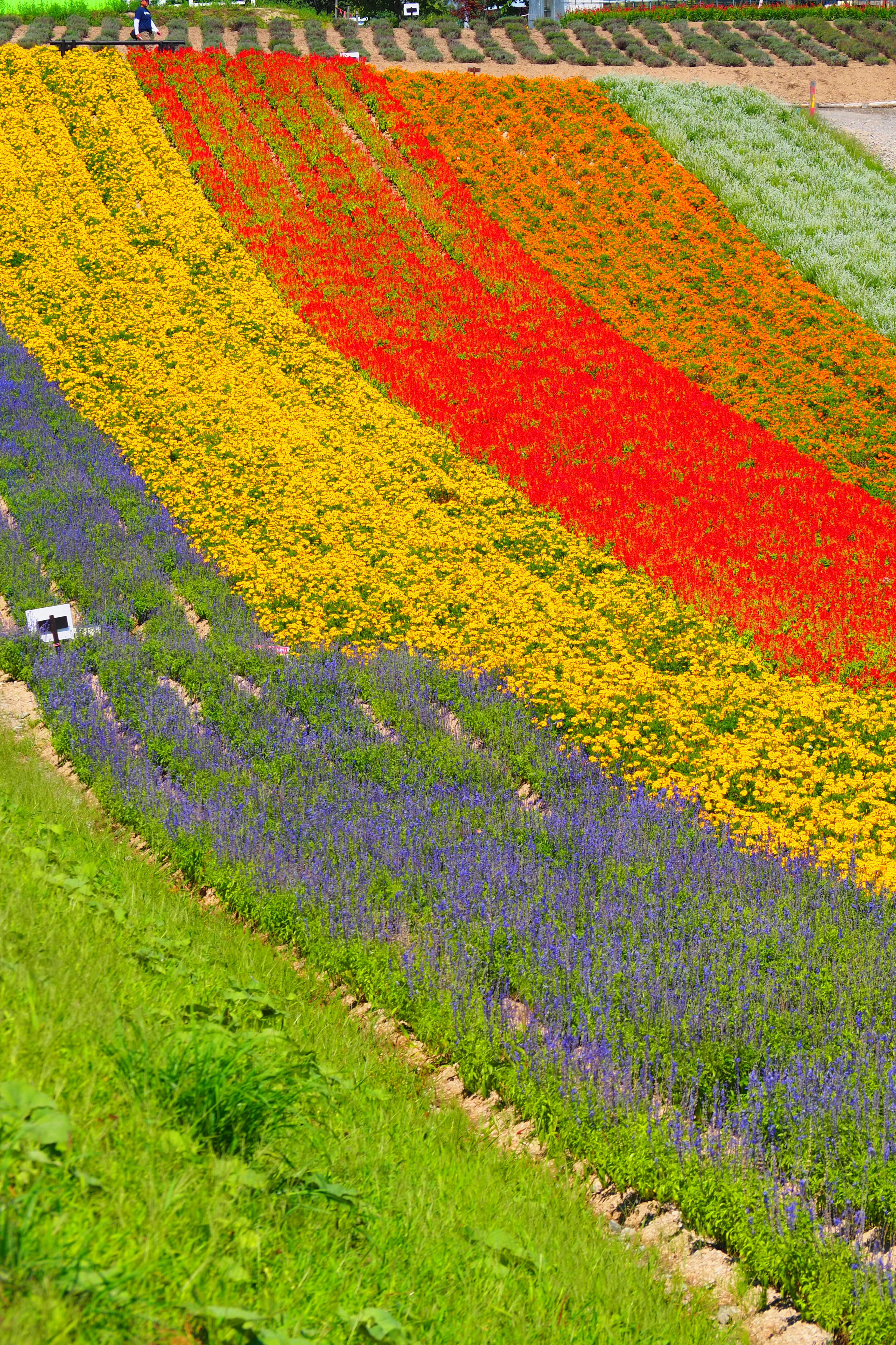 Vibrant flower fields with stripes of yellow, orange, red, and purple