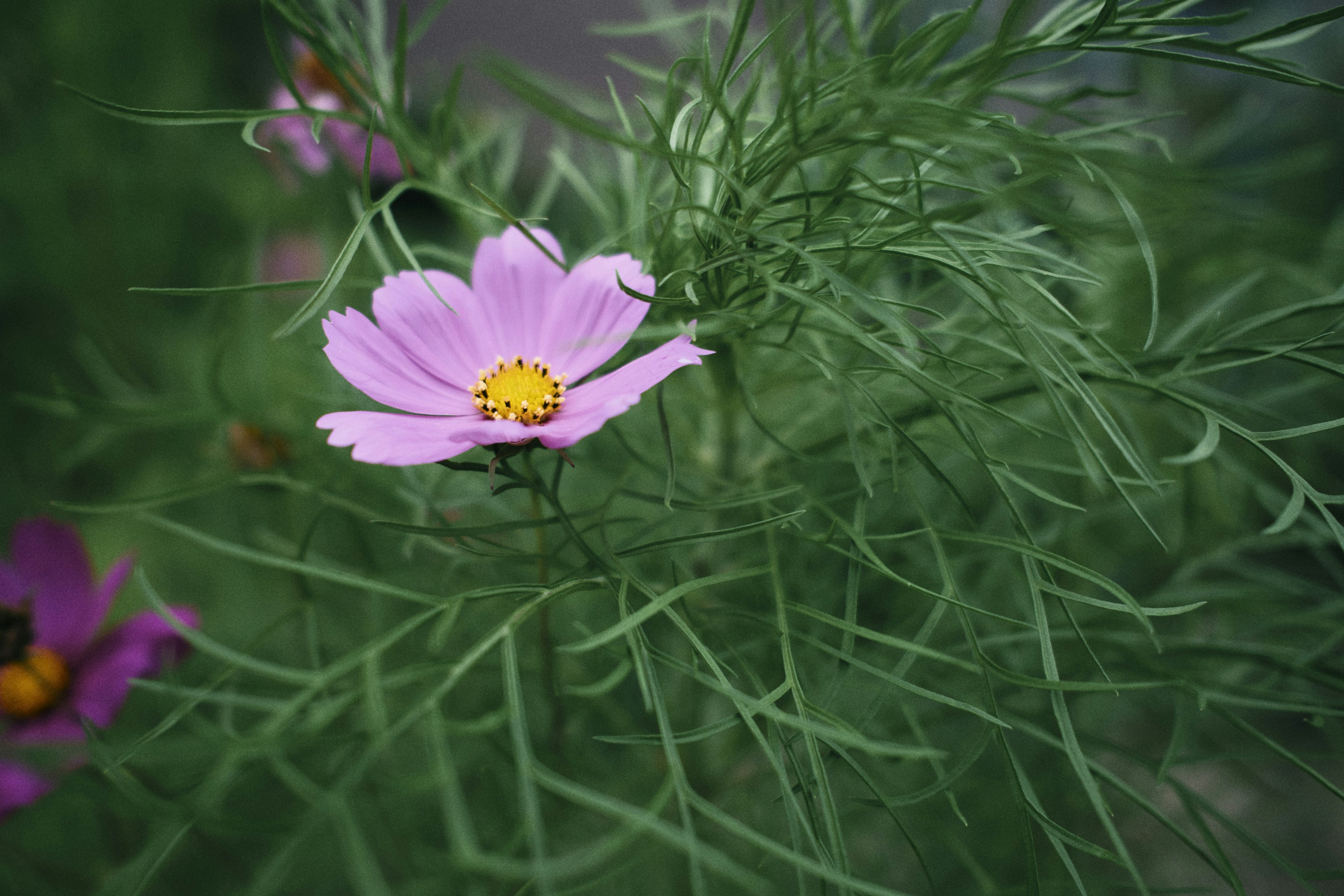 緑の葉の間に咲く薄紫色のコスモスの花