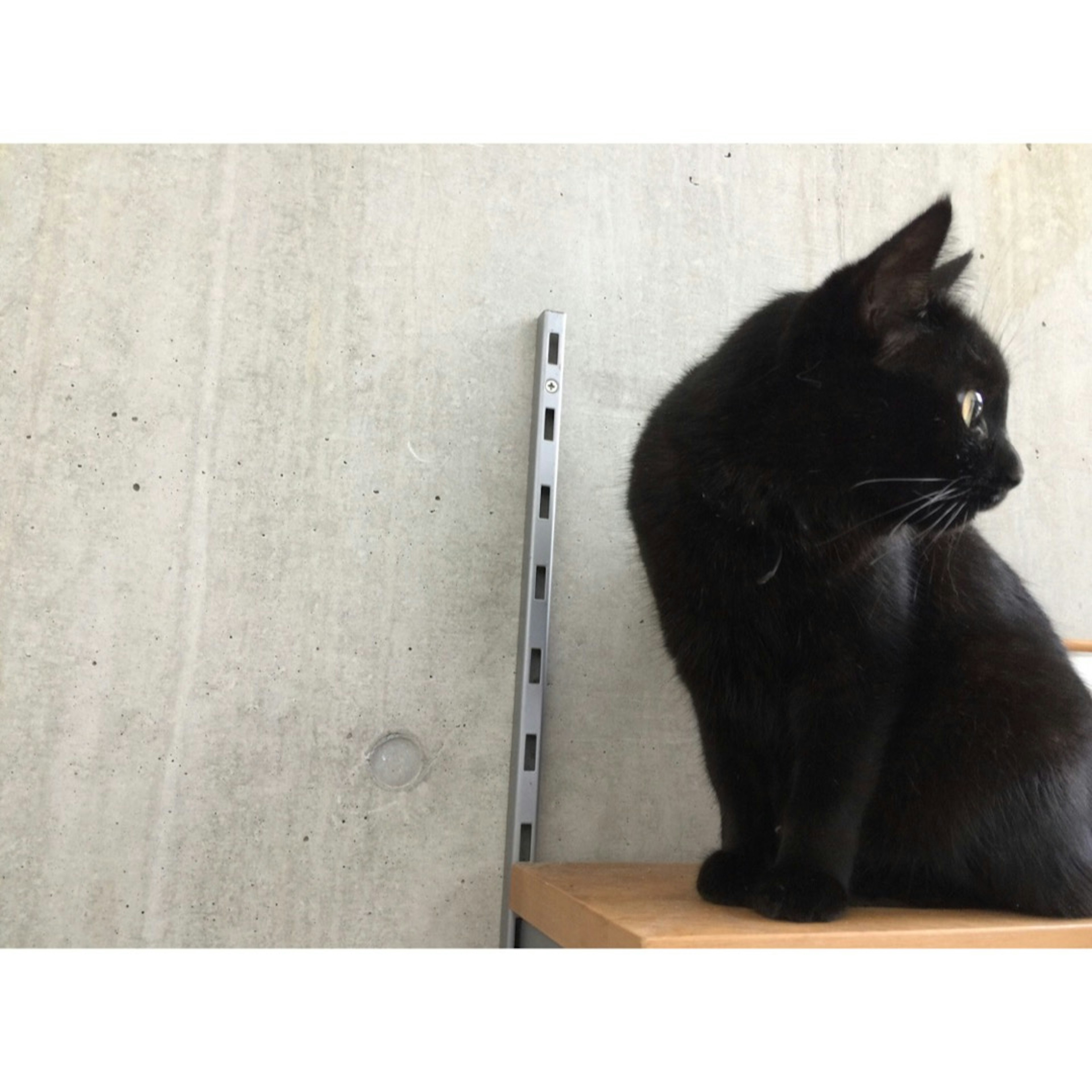 Schwarze Katze sitzt auf einem Regal vor einer Betonwand