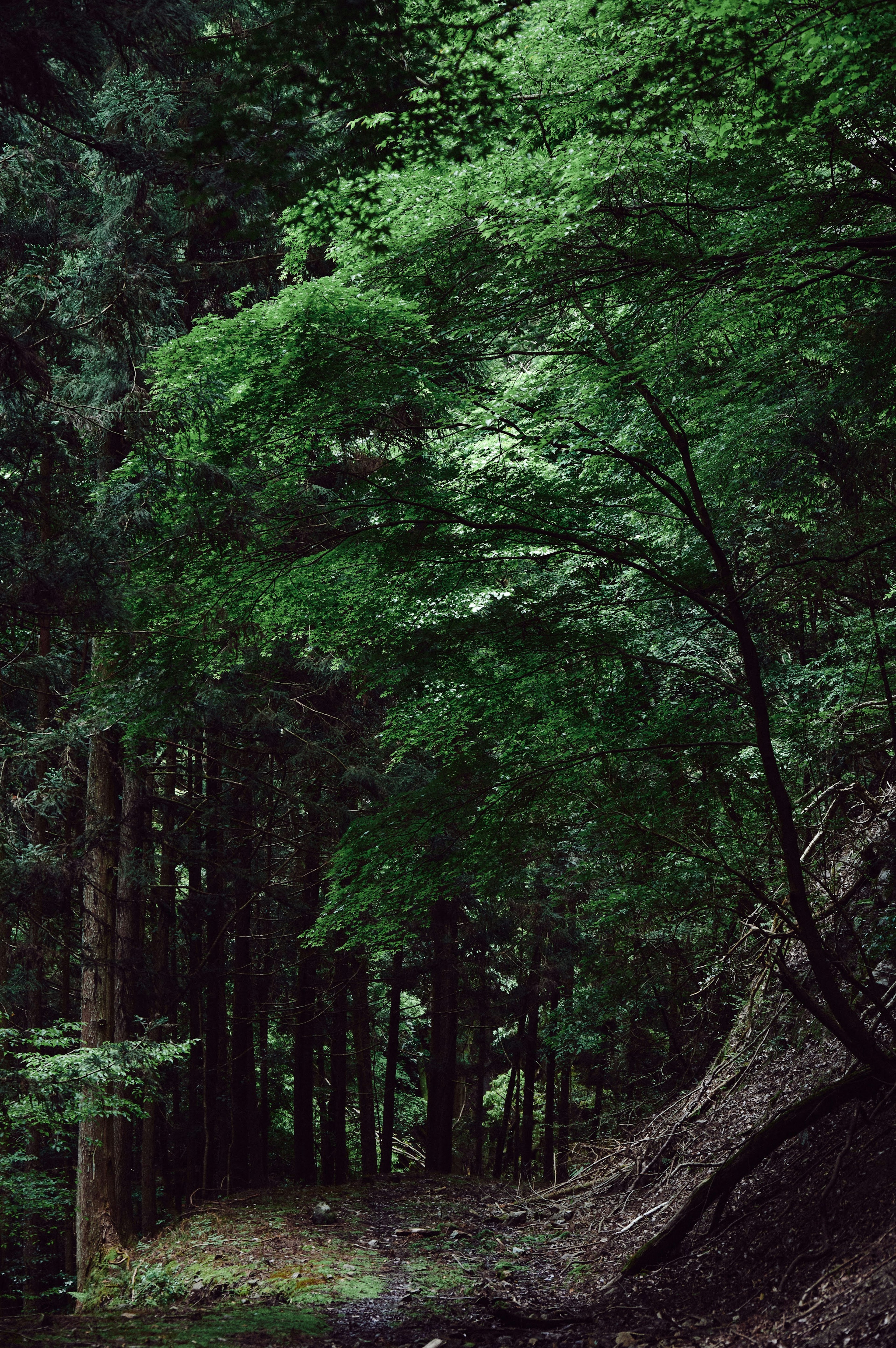 Un sentiero forestale sereno circondato da alberi verdi lussureggianti