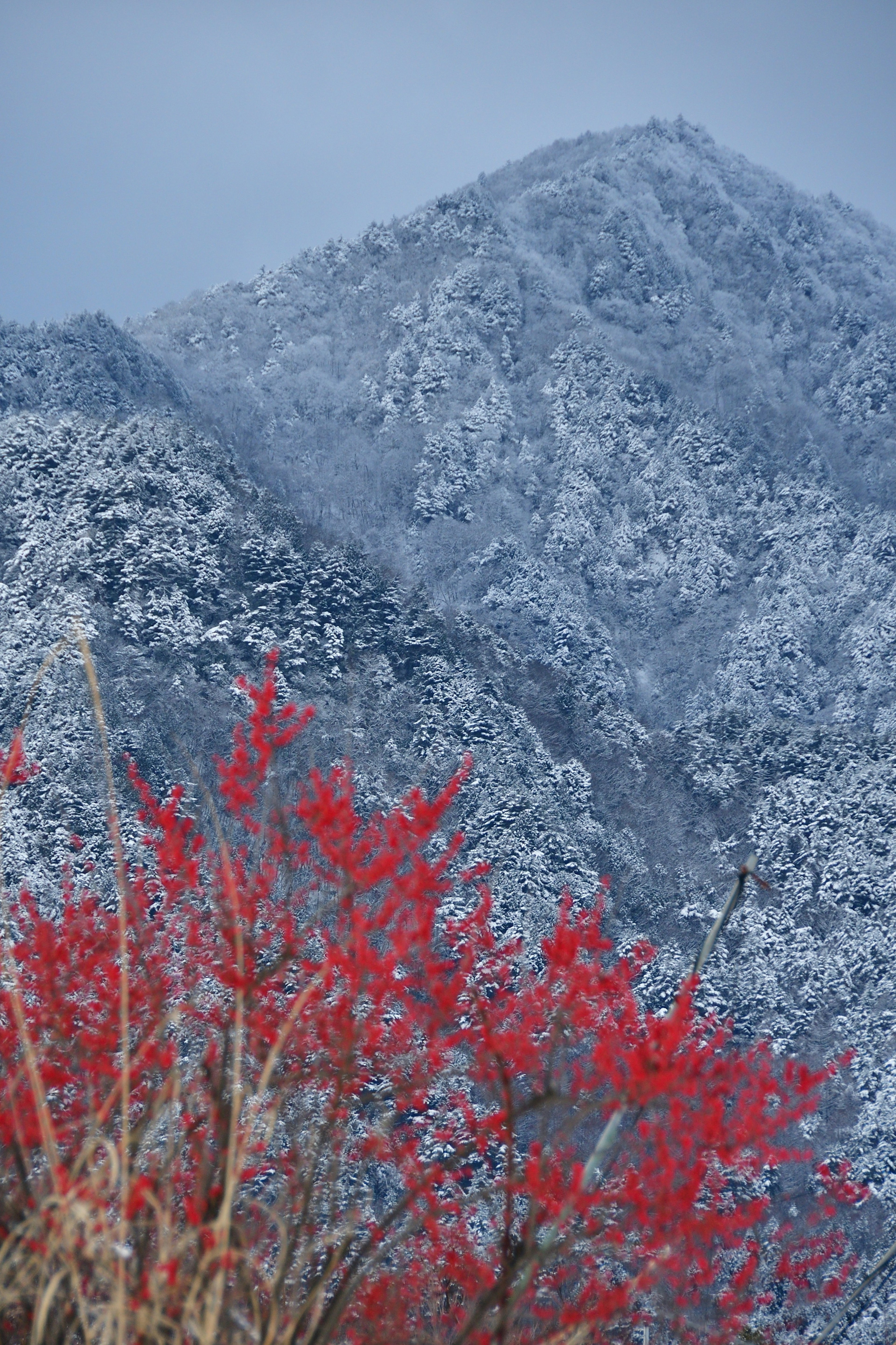 雪に覆われた山々と赤い葉の木のコントラスト