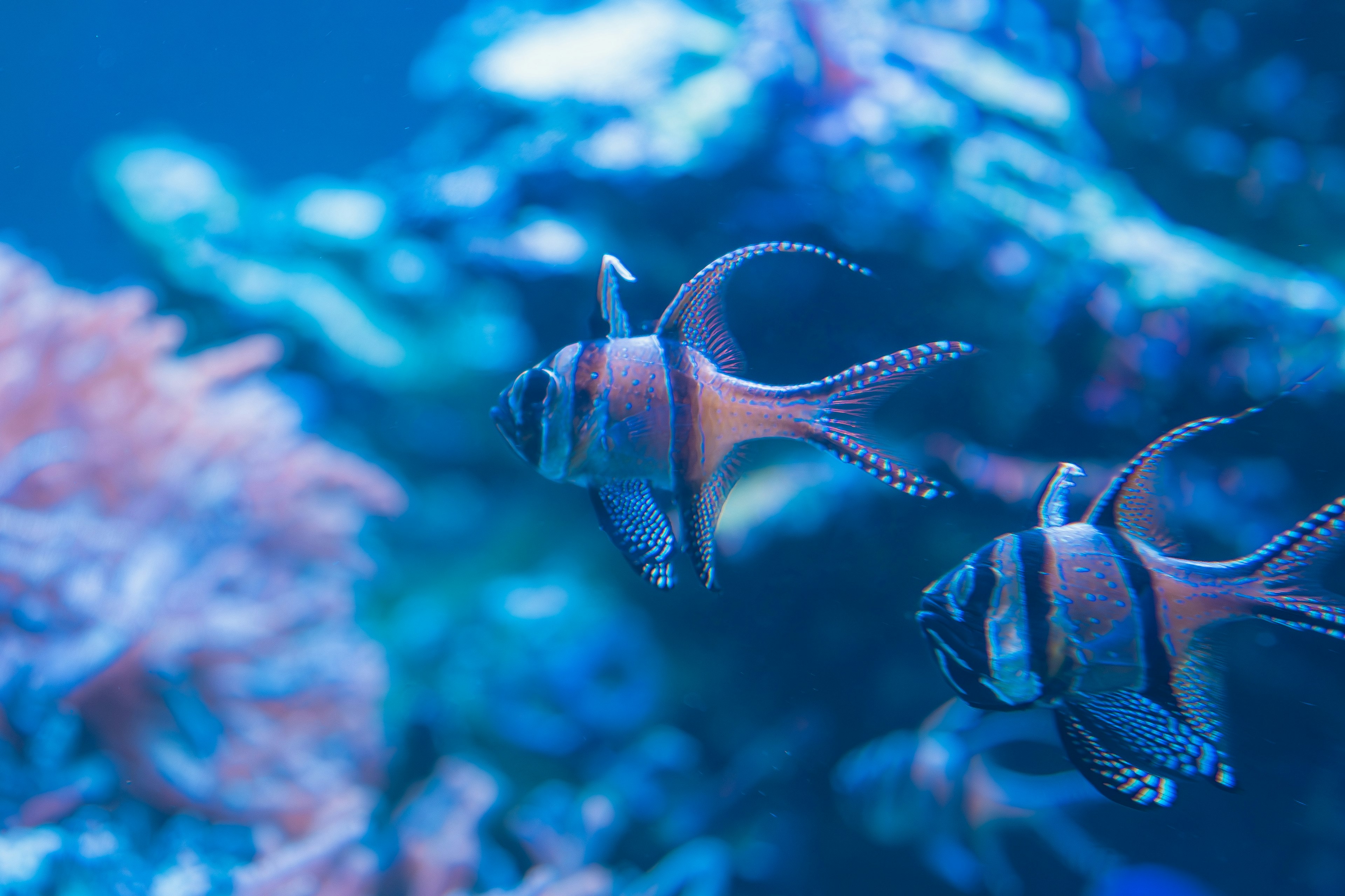 Deux poissons nageant dans une scène sous-marine bleue avec des coraux colorés