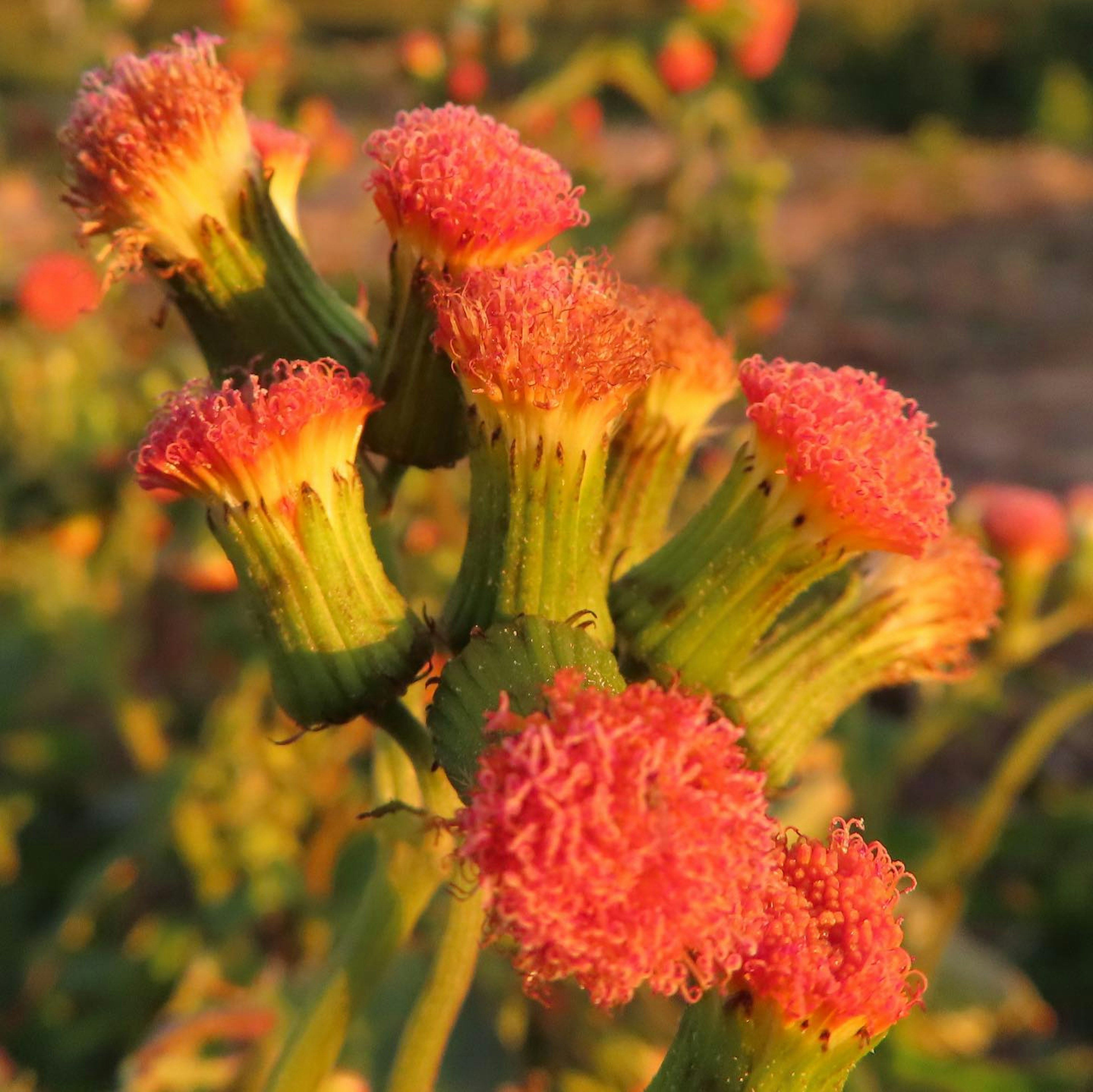 Close-up of a plant with vibrant orange flowers blooming