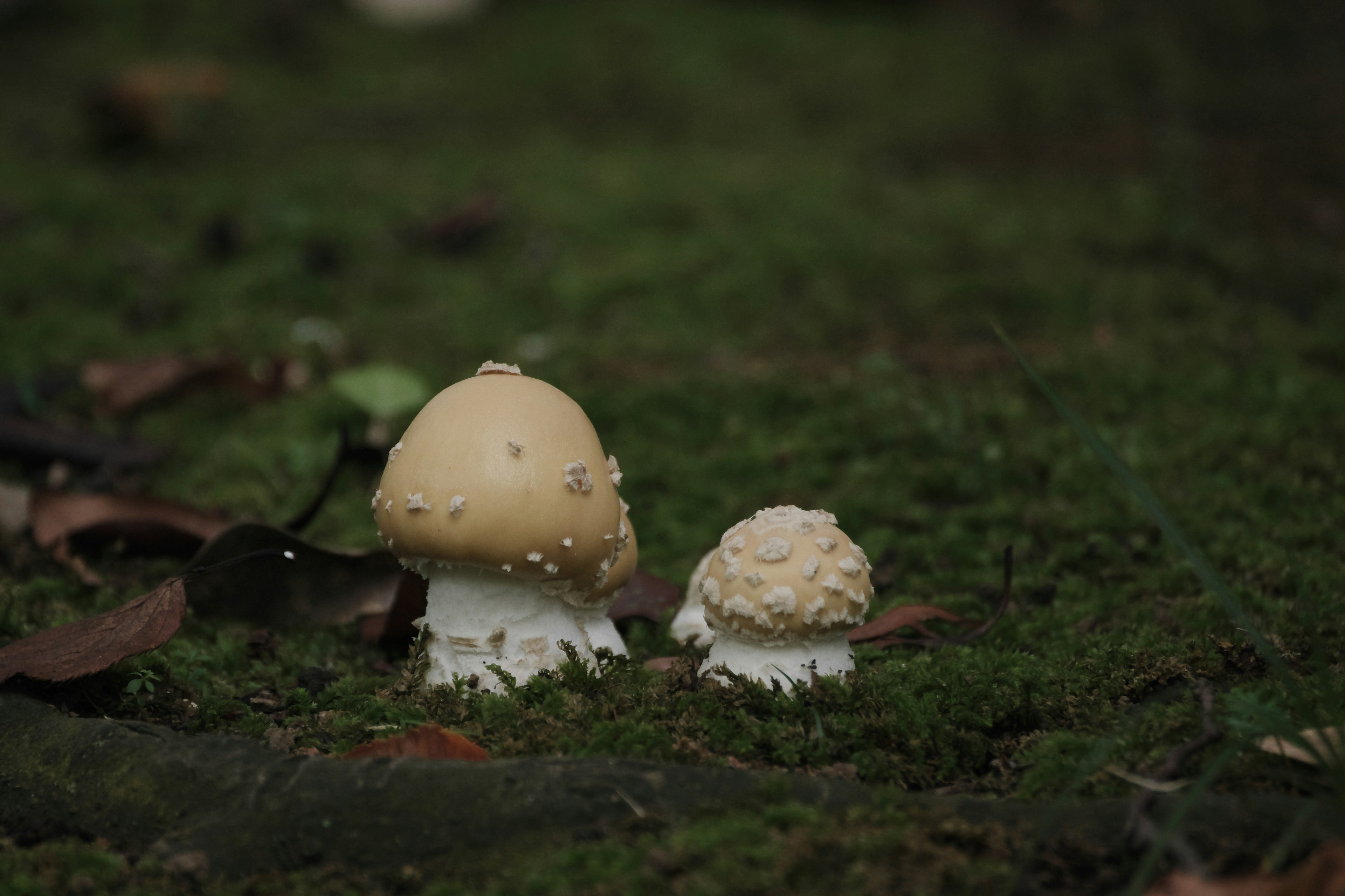 Deux champignons poussant sur l'herbe