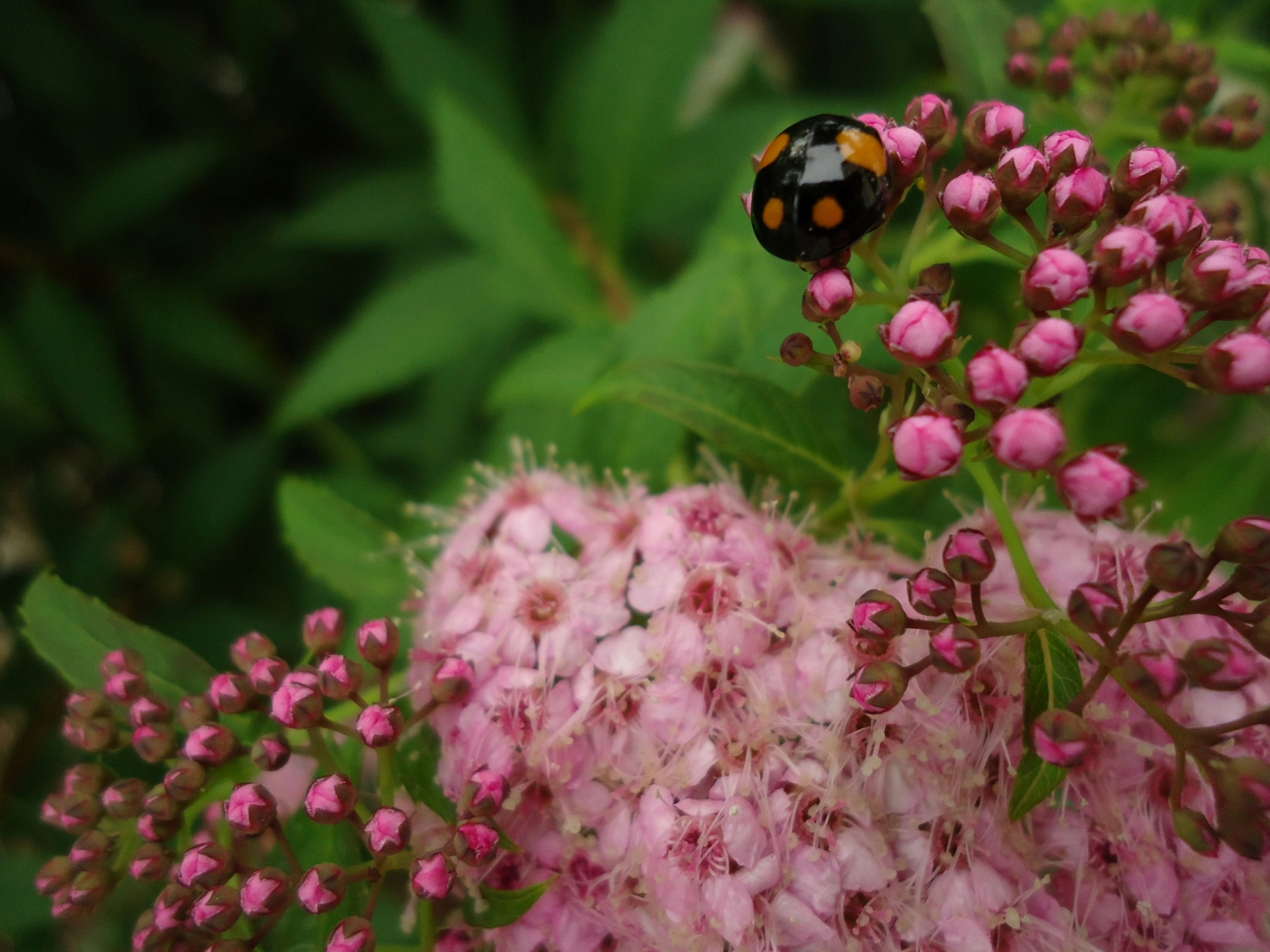 Gros plan de fleurs roses avec une coccinelle à taches noires