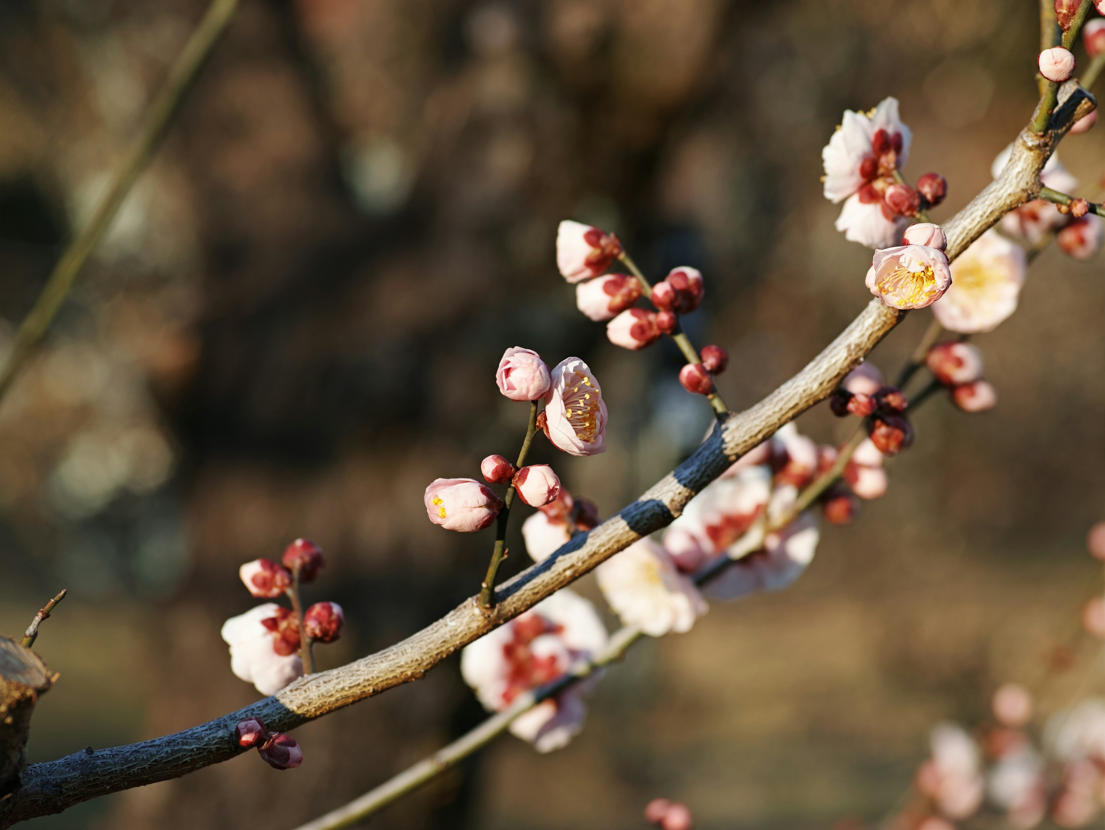 Delicate plum blossoms and buds on a branch