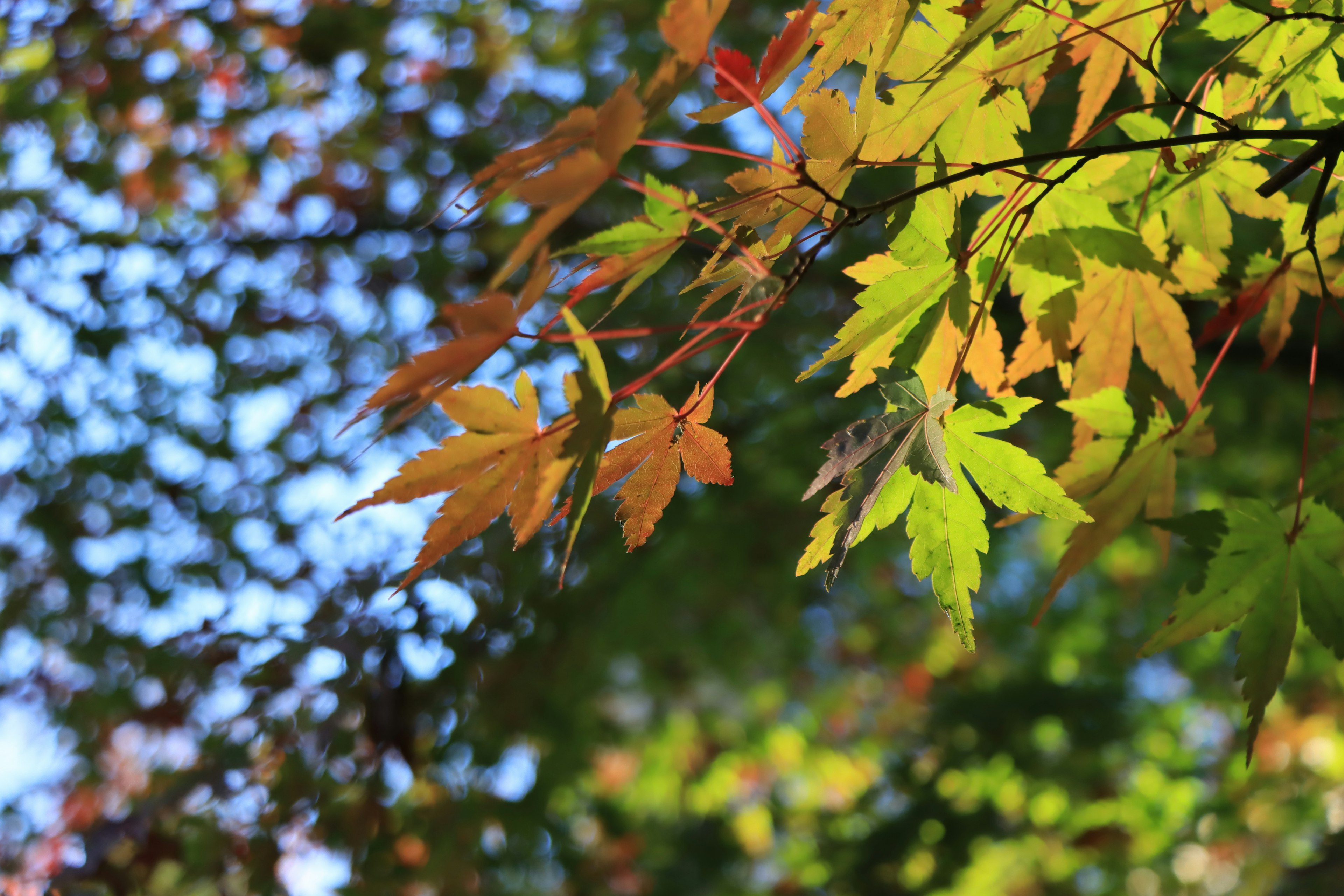 Close-up of colorful leaves on a tree branch