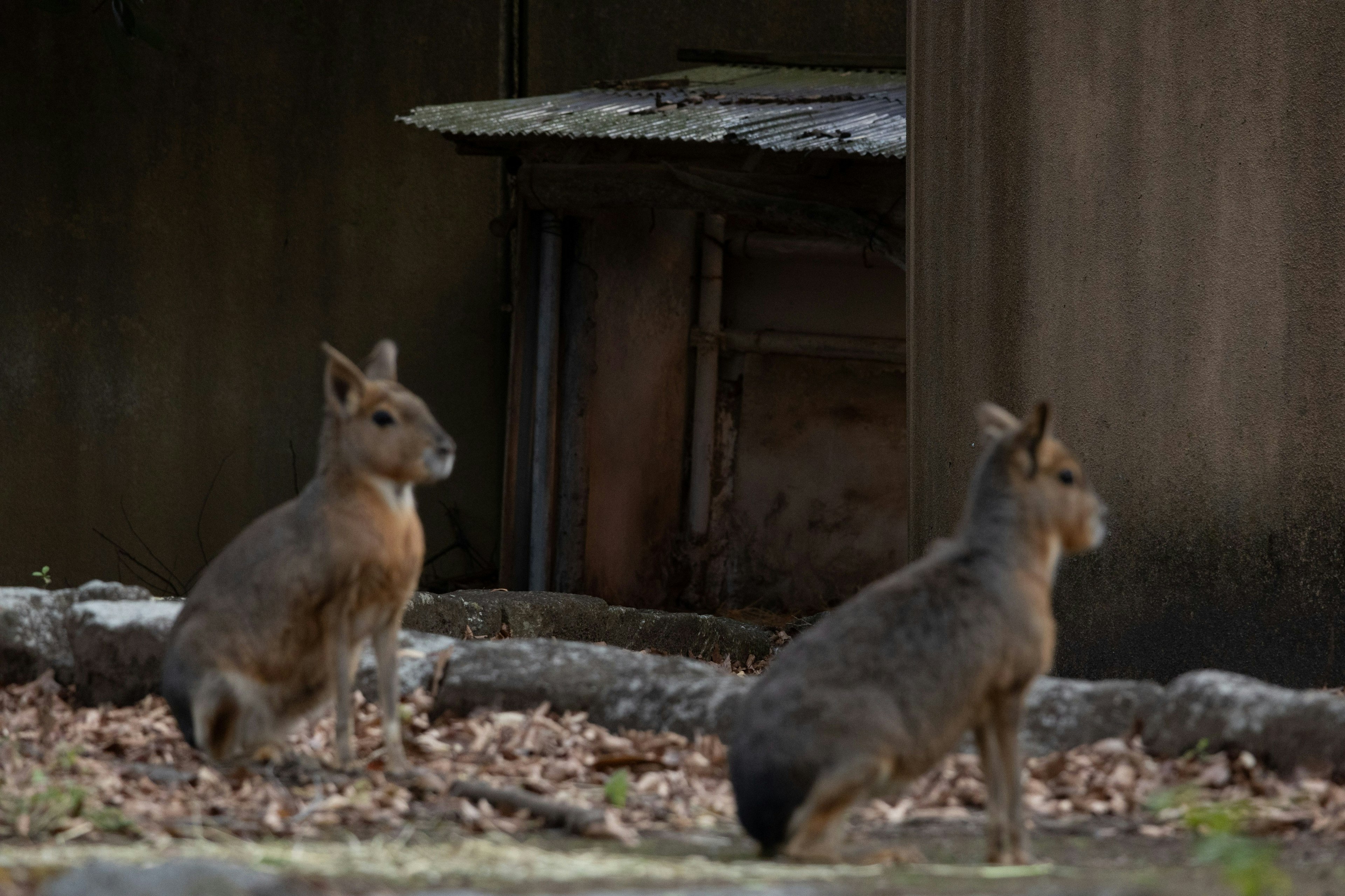 Two wild animals sitting quietly with a dilapidated shed in the background