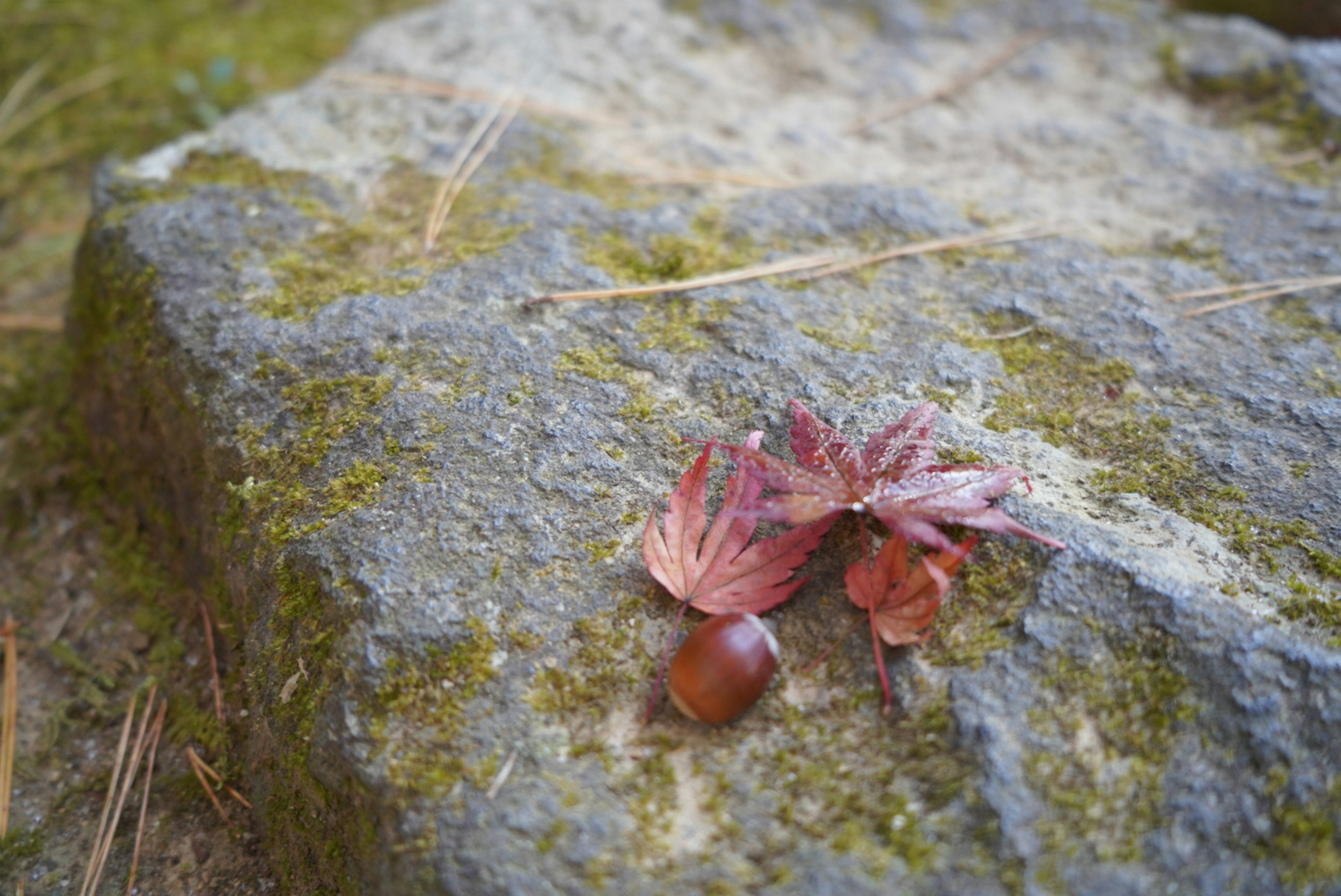 A scene featuring a chestnut and fallen leaves on a stone