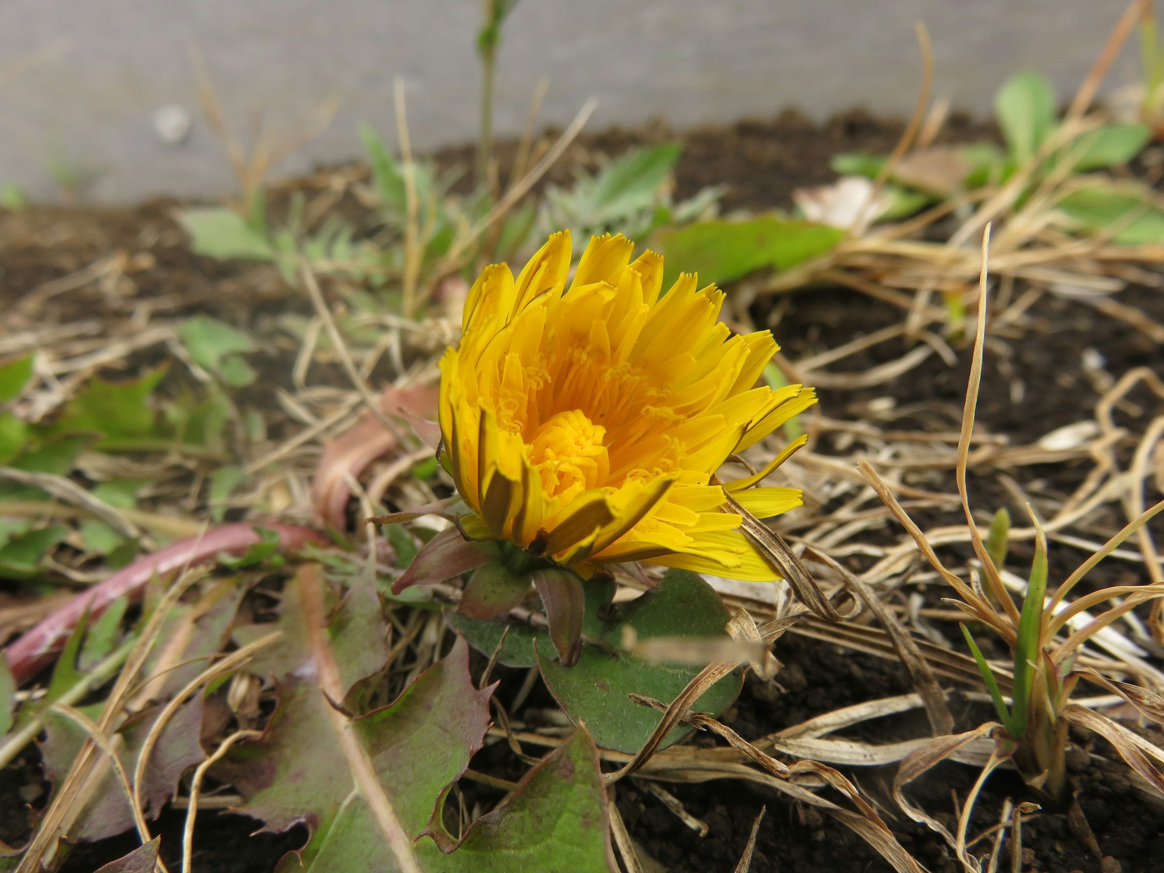 Nahaufnahme einer gelben Blume, die am Boden blüht, umgeben von Gras