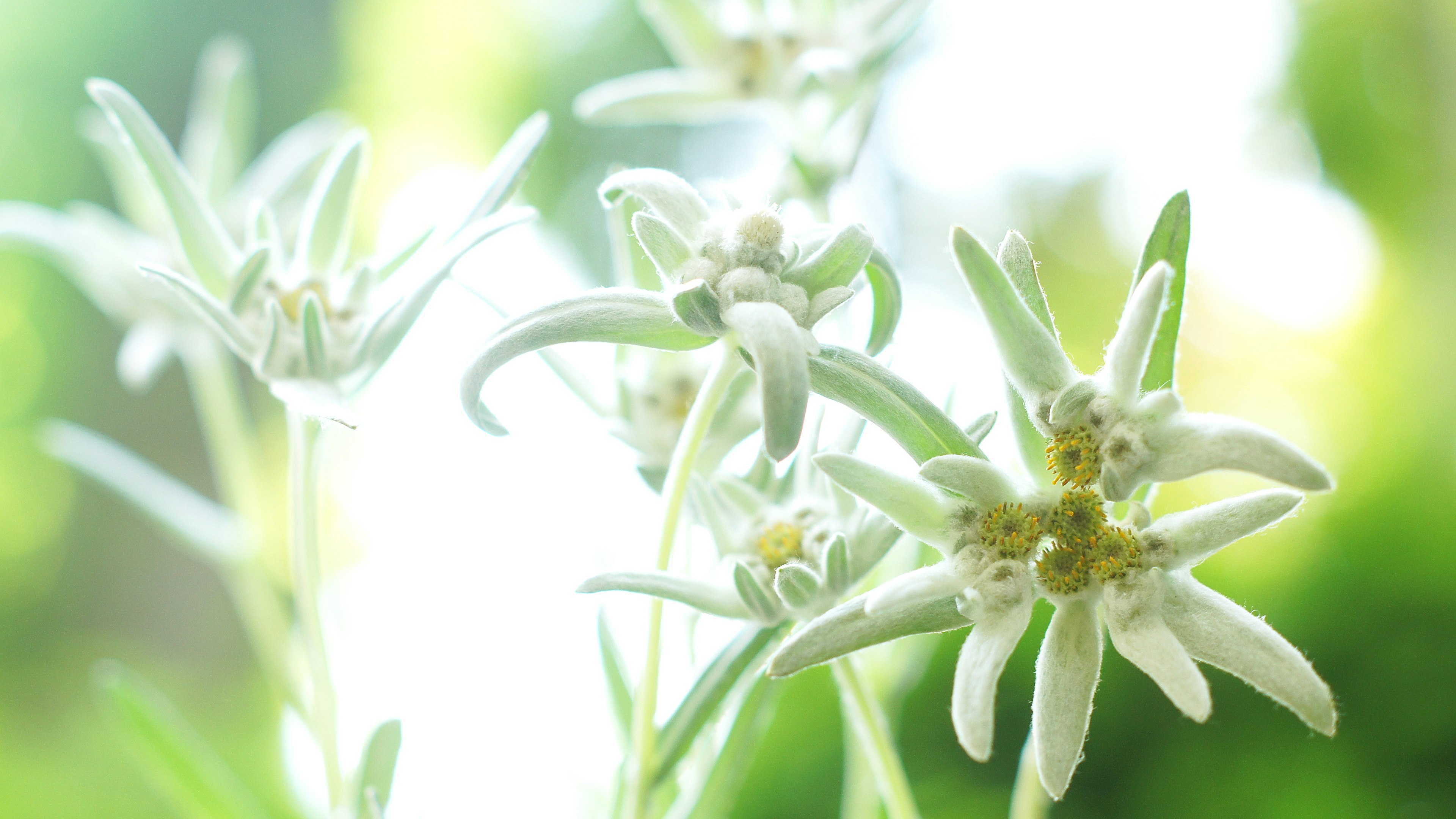 Fleurs d'edelweiss blanches fleurissant doucement en arrière-plan