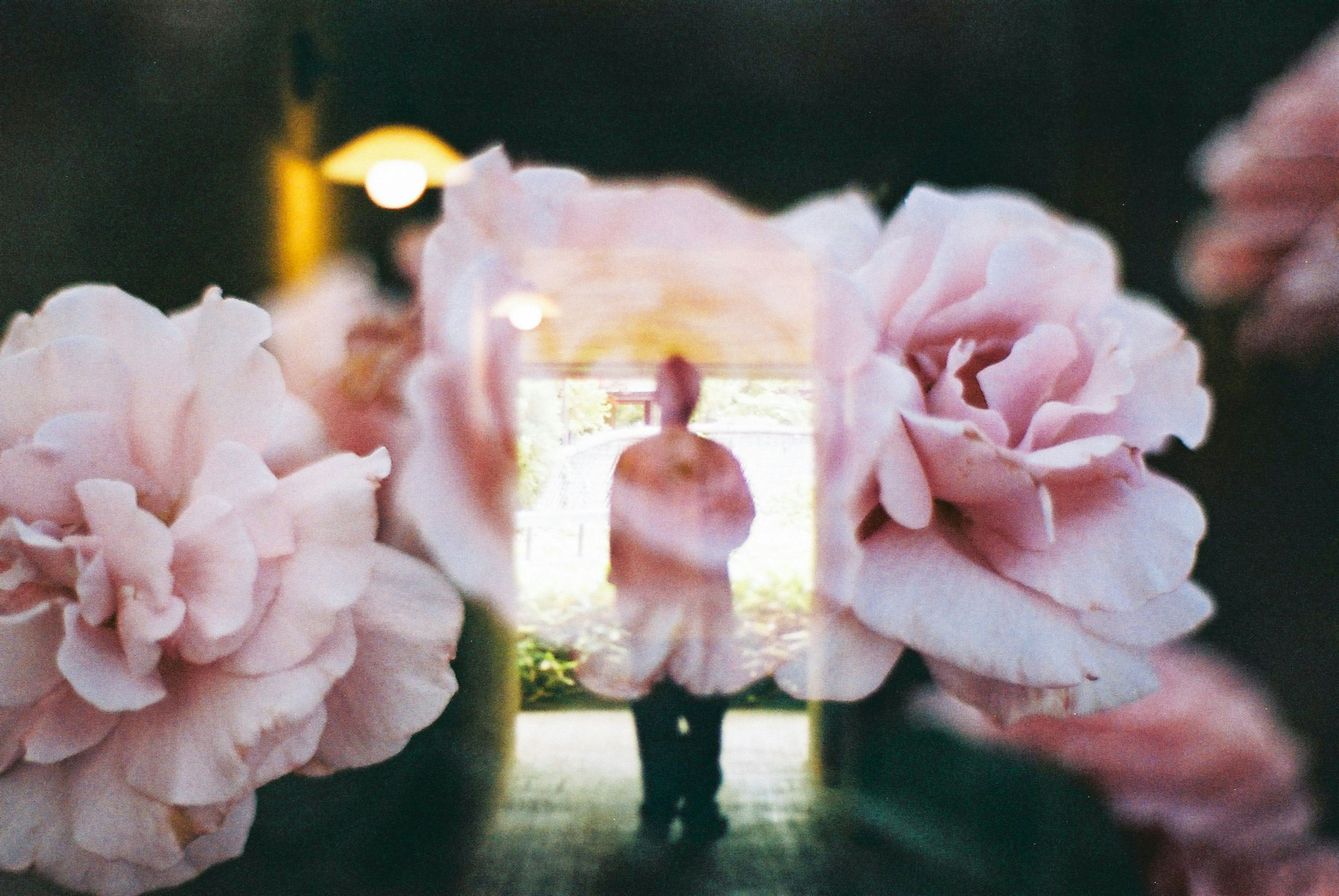 Silhouette einer Person umgeben von rosa Blumen in einer schönen Umgebung