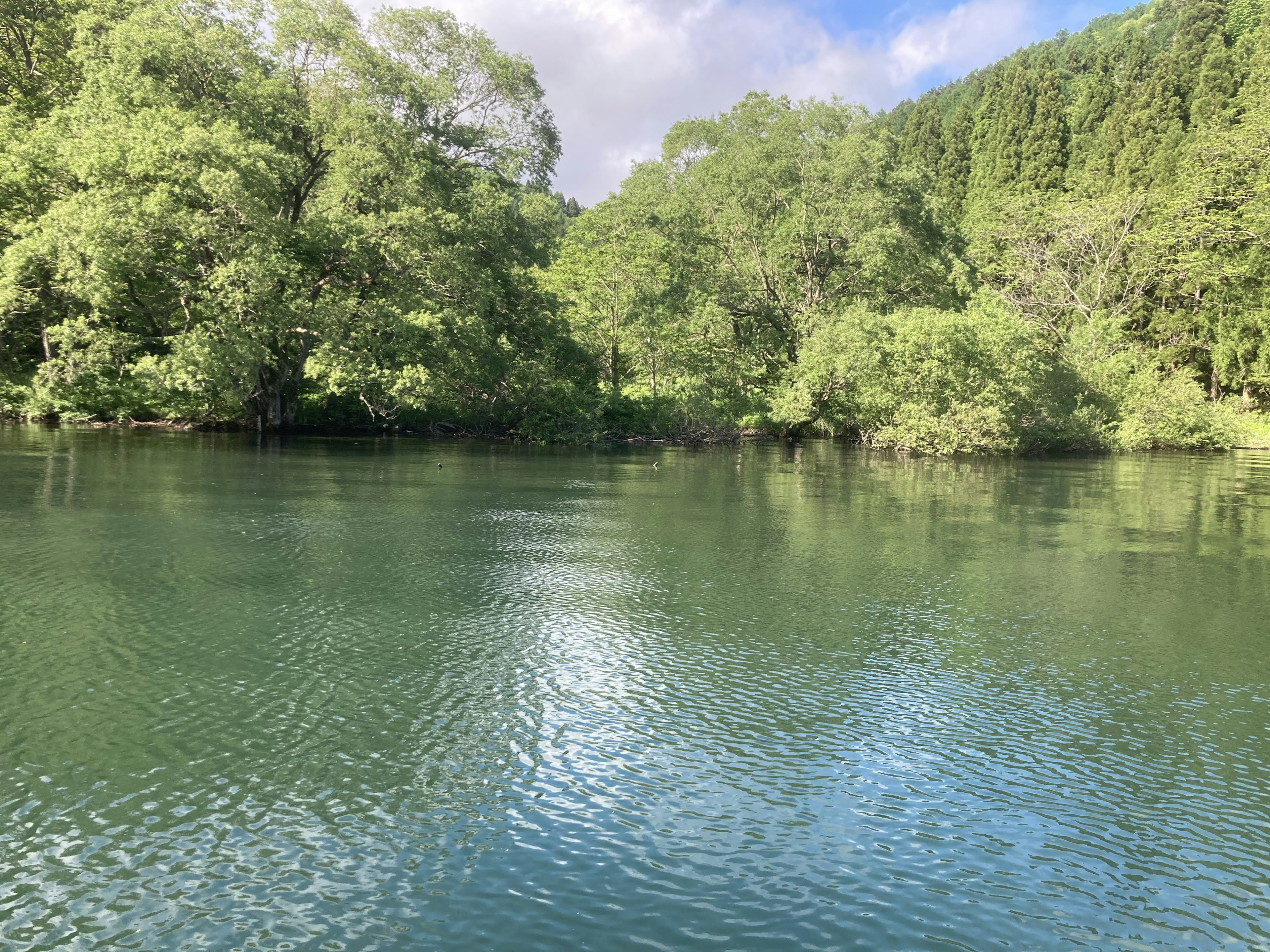 Lago sereno rodeado de árboles verdes exuberantes