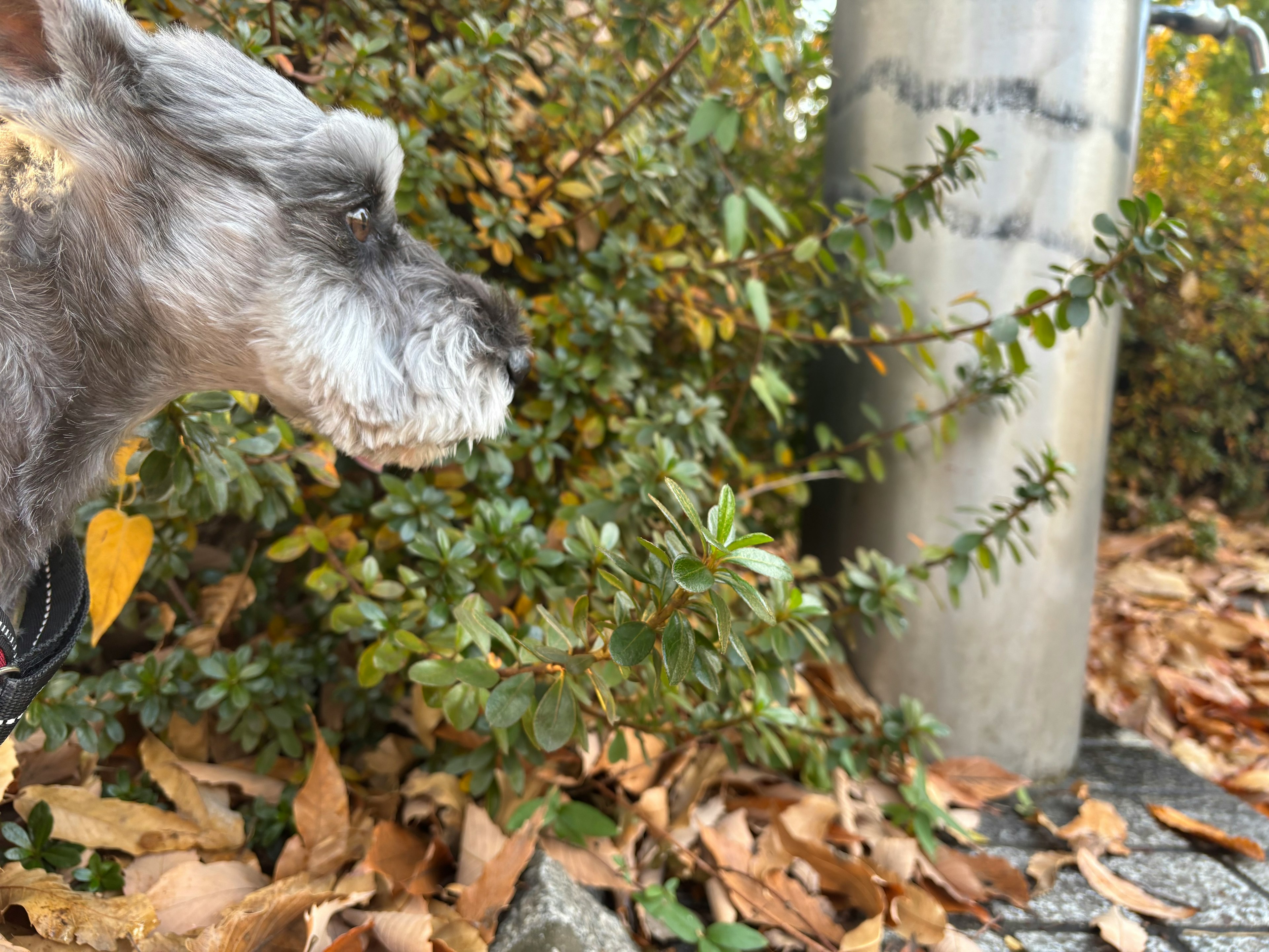 犬が葉の上に立っている様子と周囲の緑の植物