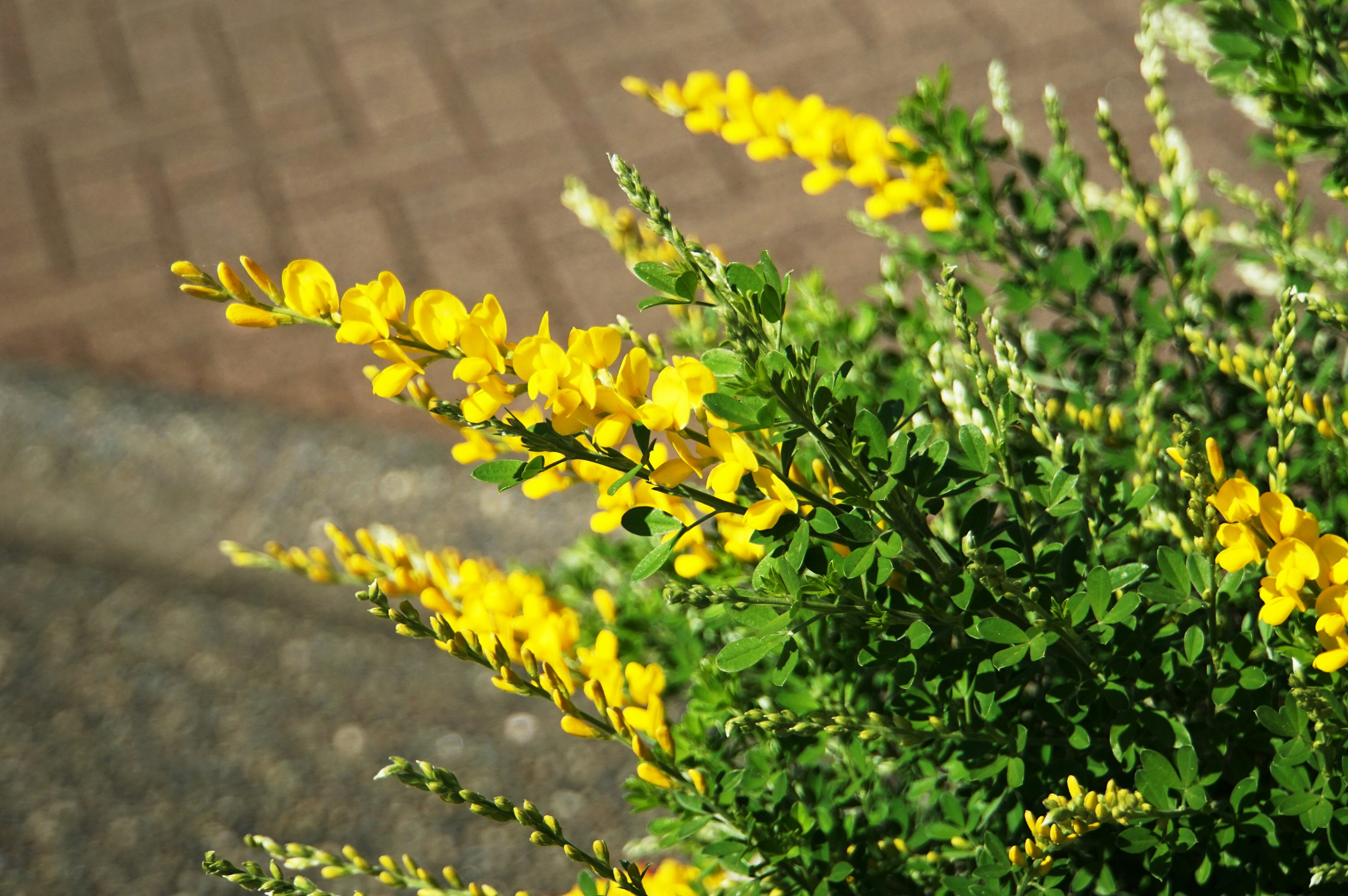 黄色の花が咲く緑の植物のクローズアップ