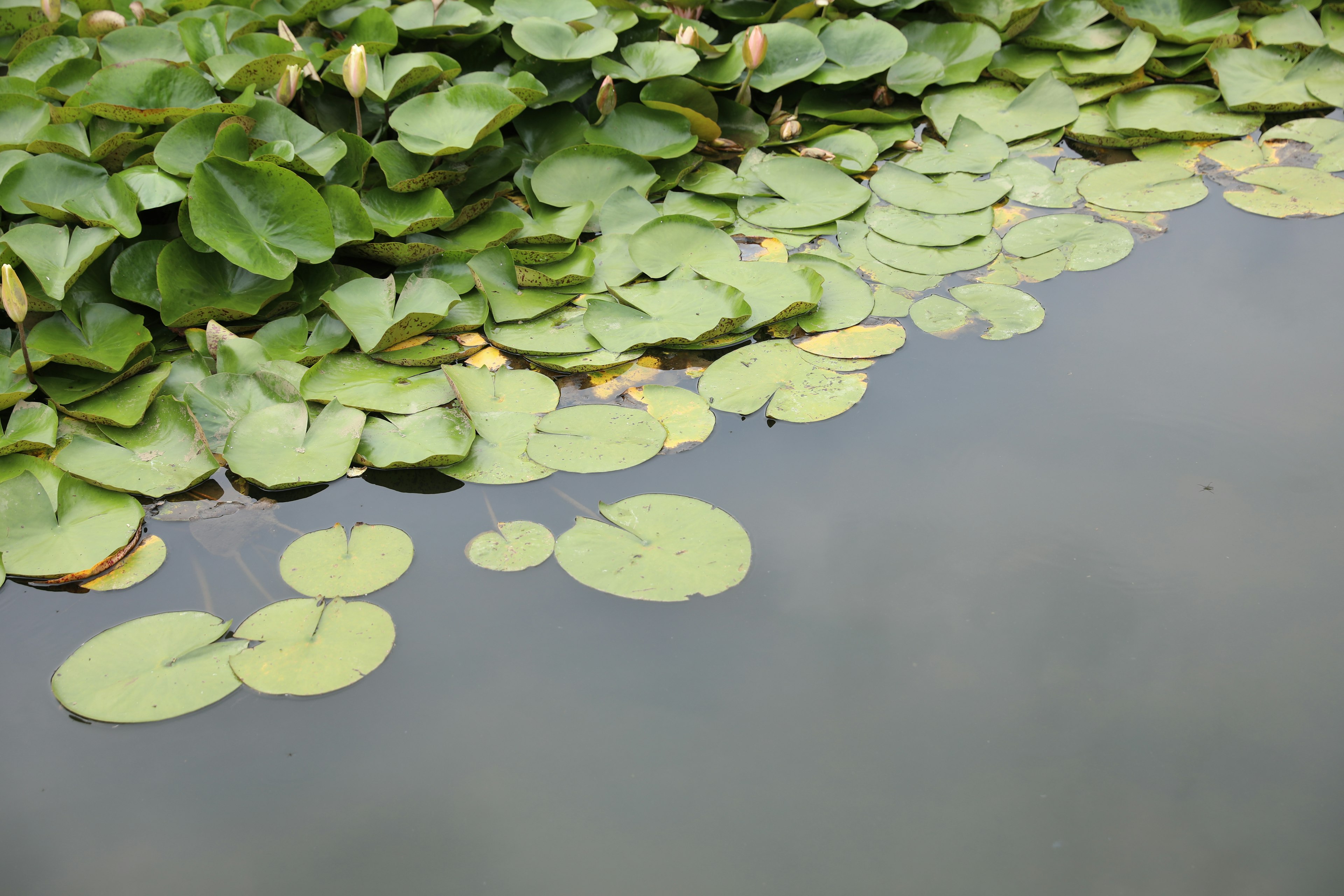 Una vista serena de hojas de lirio verde flotando en el agua