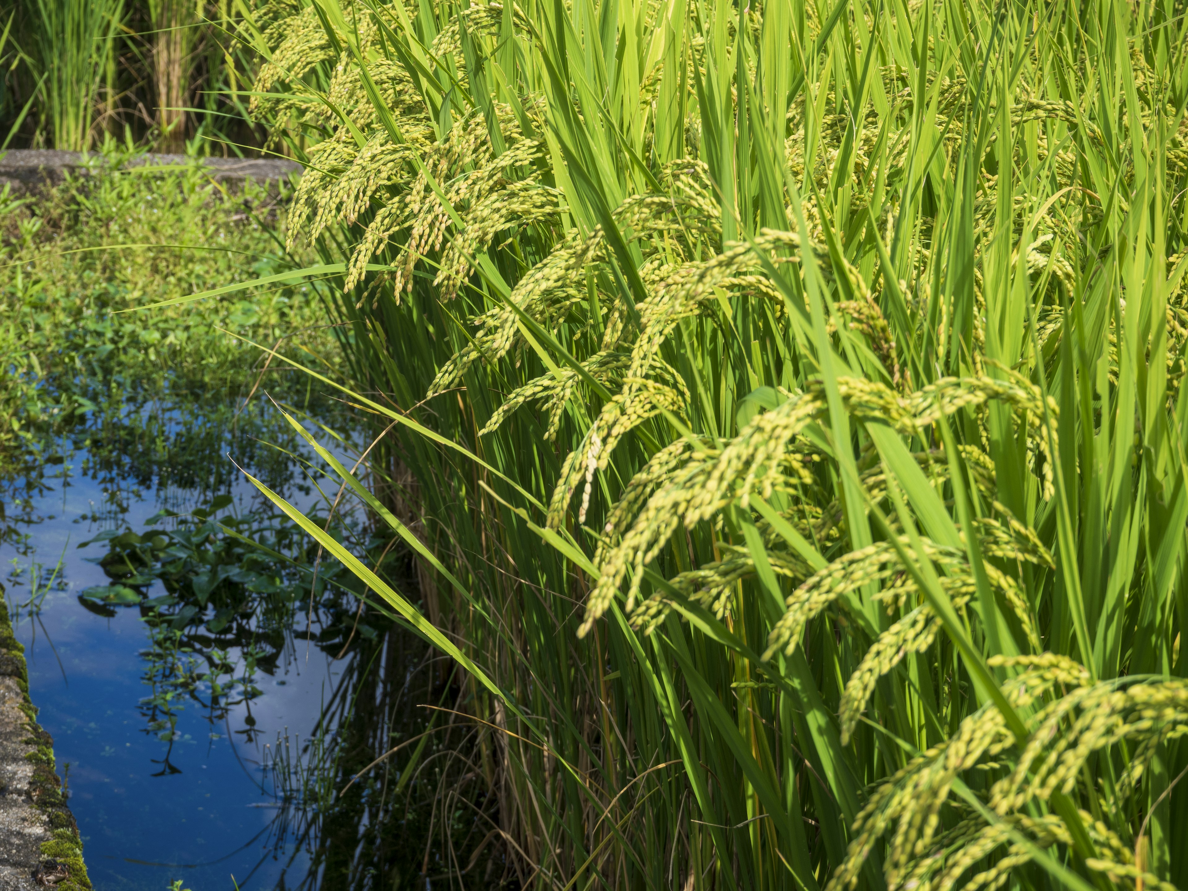 Green rice plants beside a reflective water surface