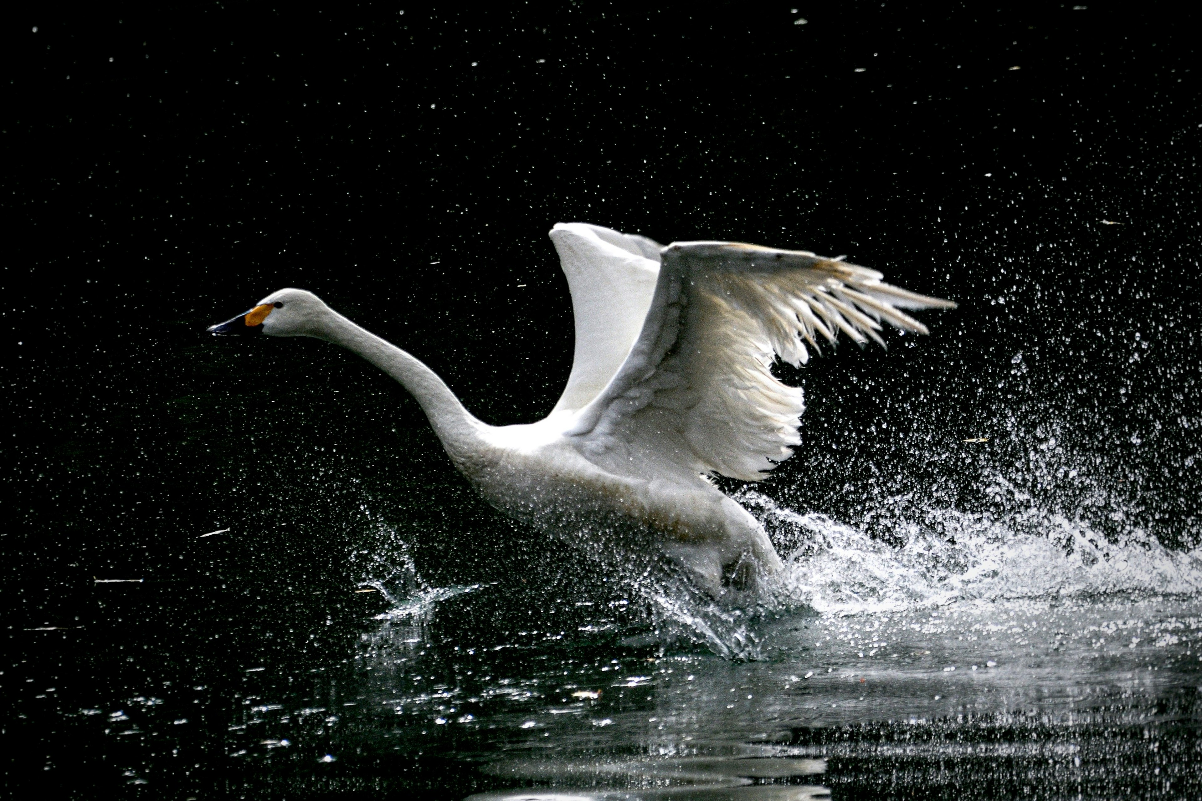 A swan gliding across the water surface with splashes against a dark background