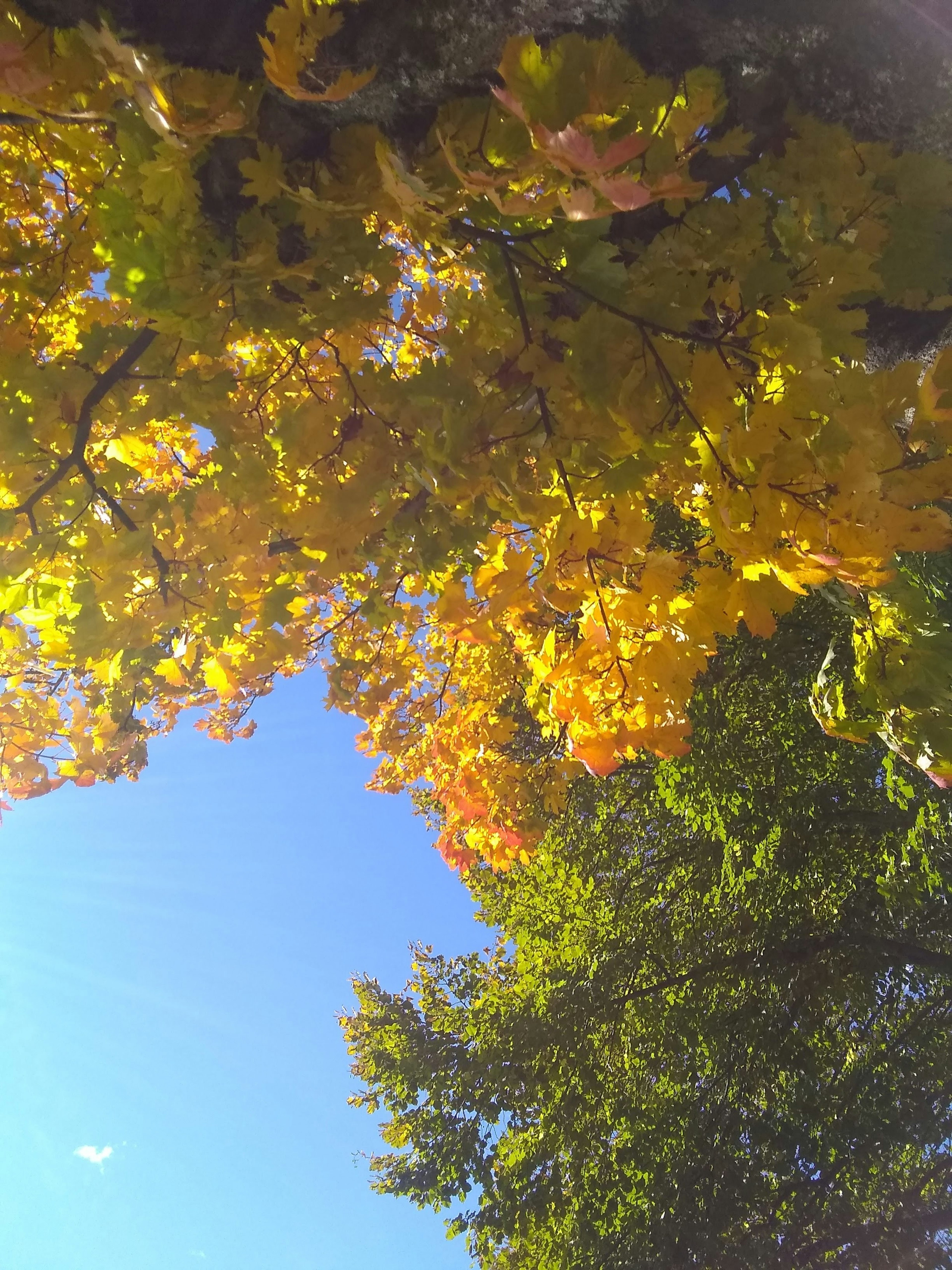 Follaje de otoño con hojas amarillas brillantes contra un cielo azul claro