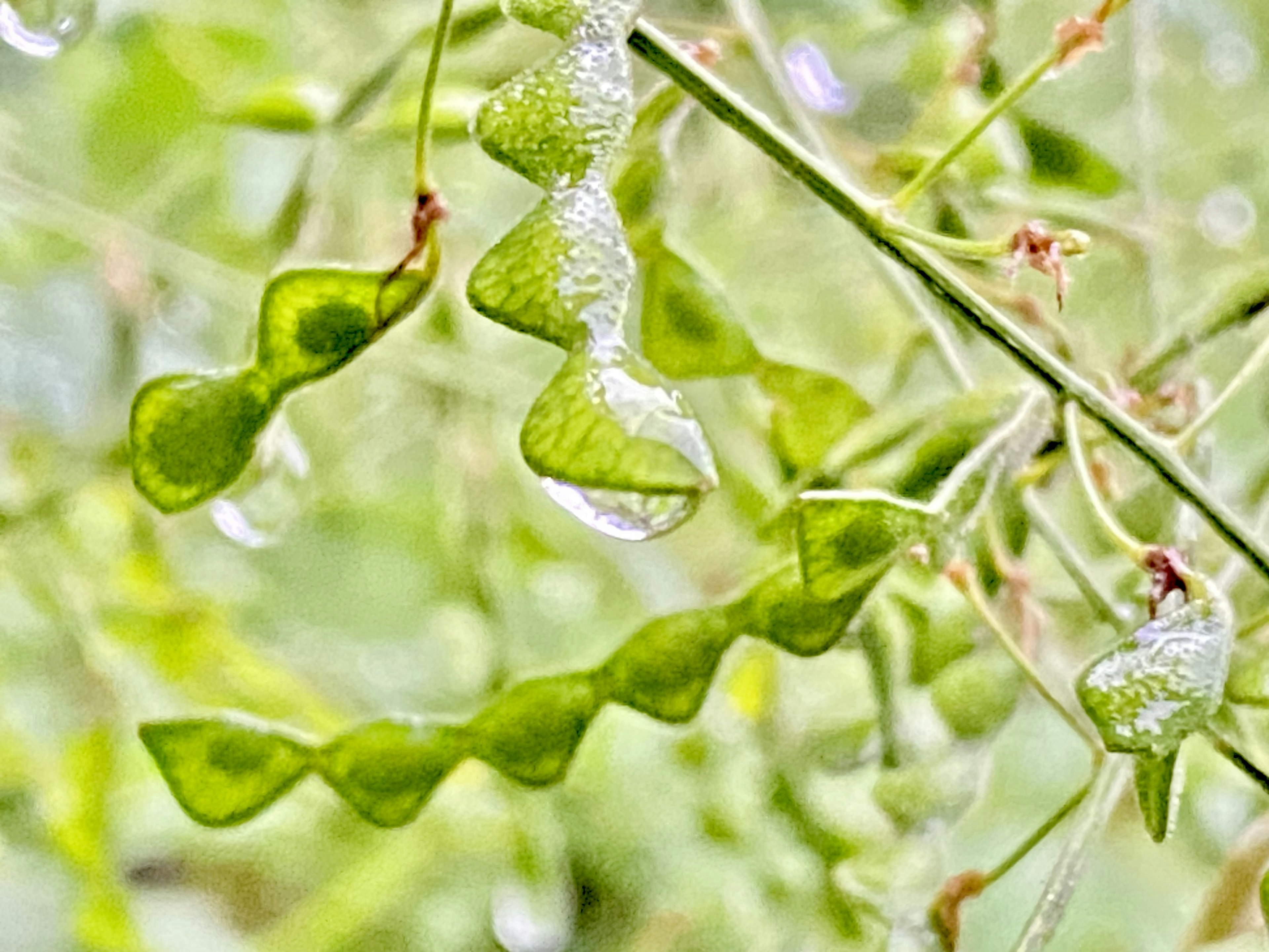 緑の植物の葉と水滴のクローズアップ