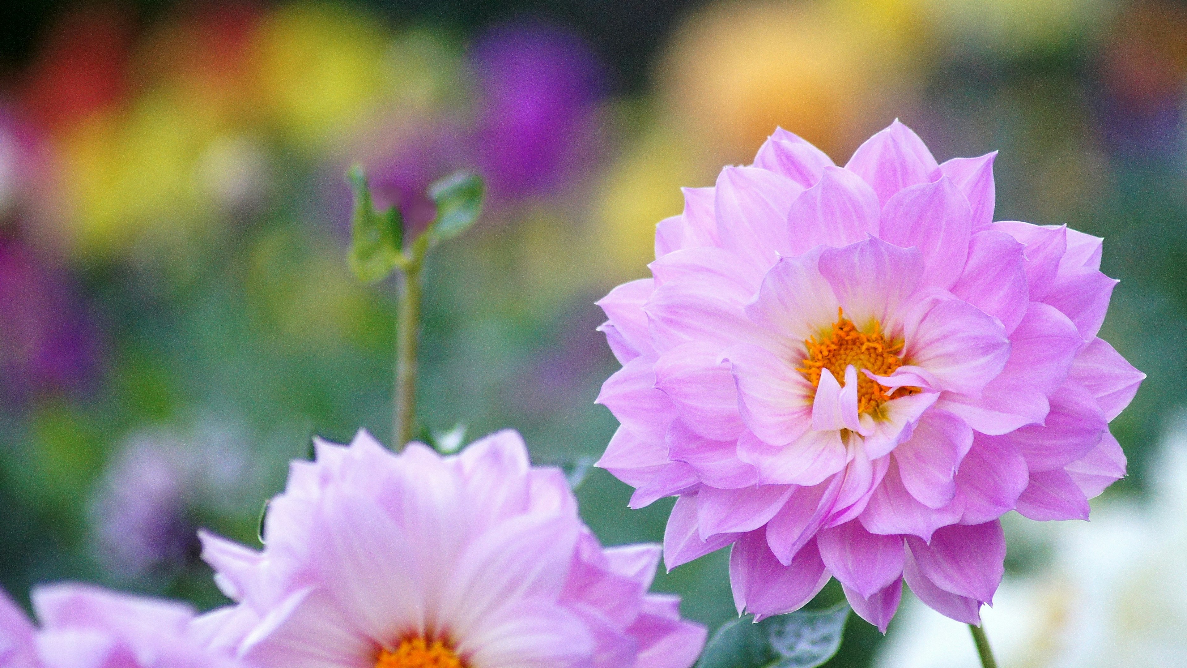 Rosa Dahlienblüten, die zwischen bunten Blumen blühen