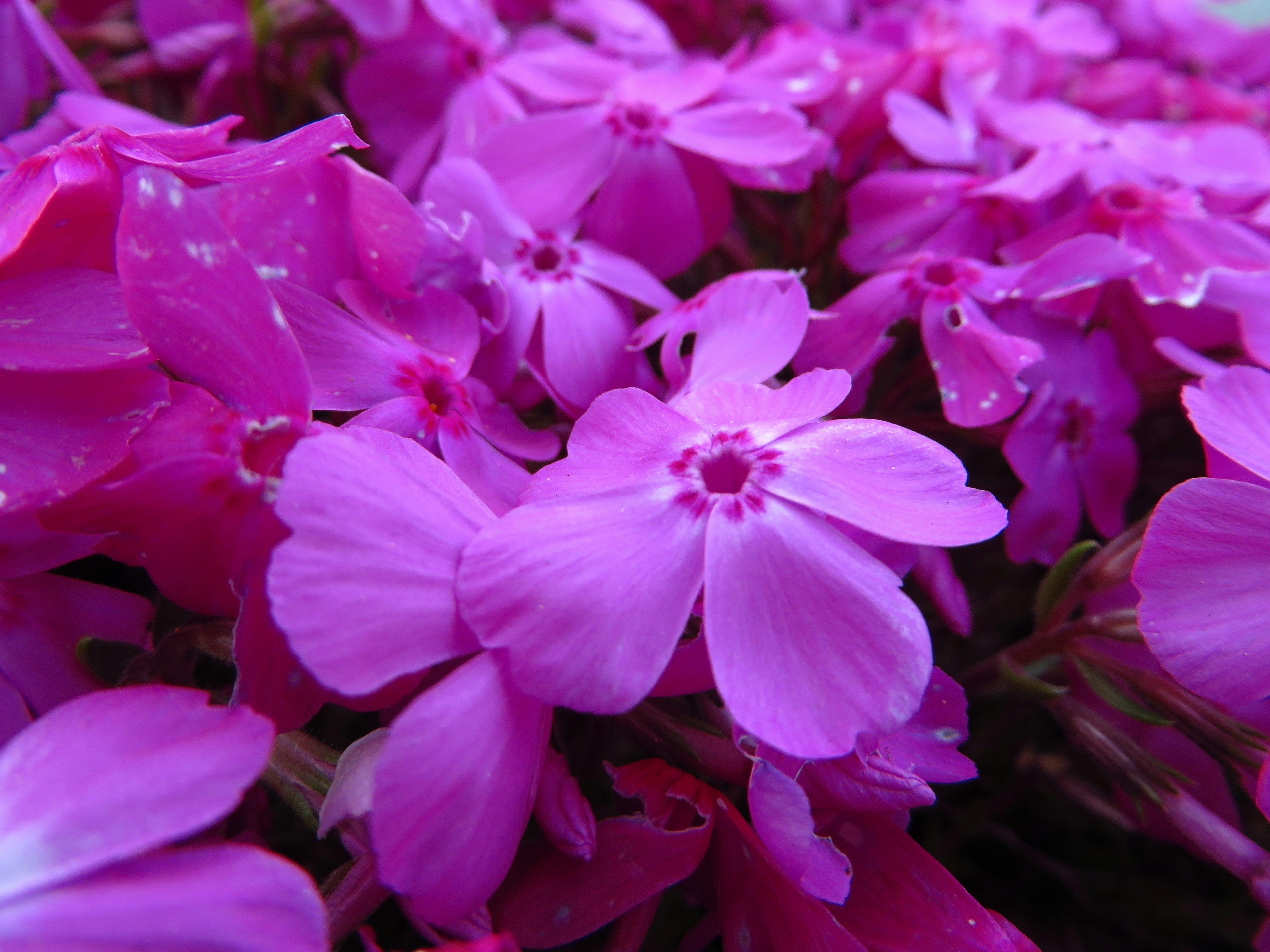 Aglomerati vibranti di fiori rosa in piena fioritura