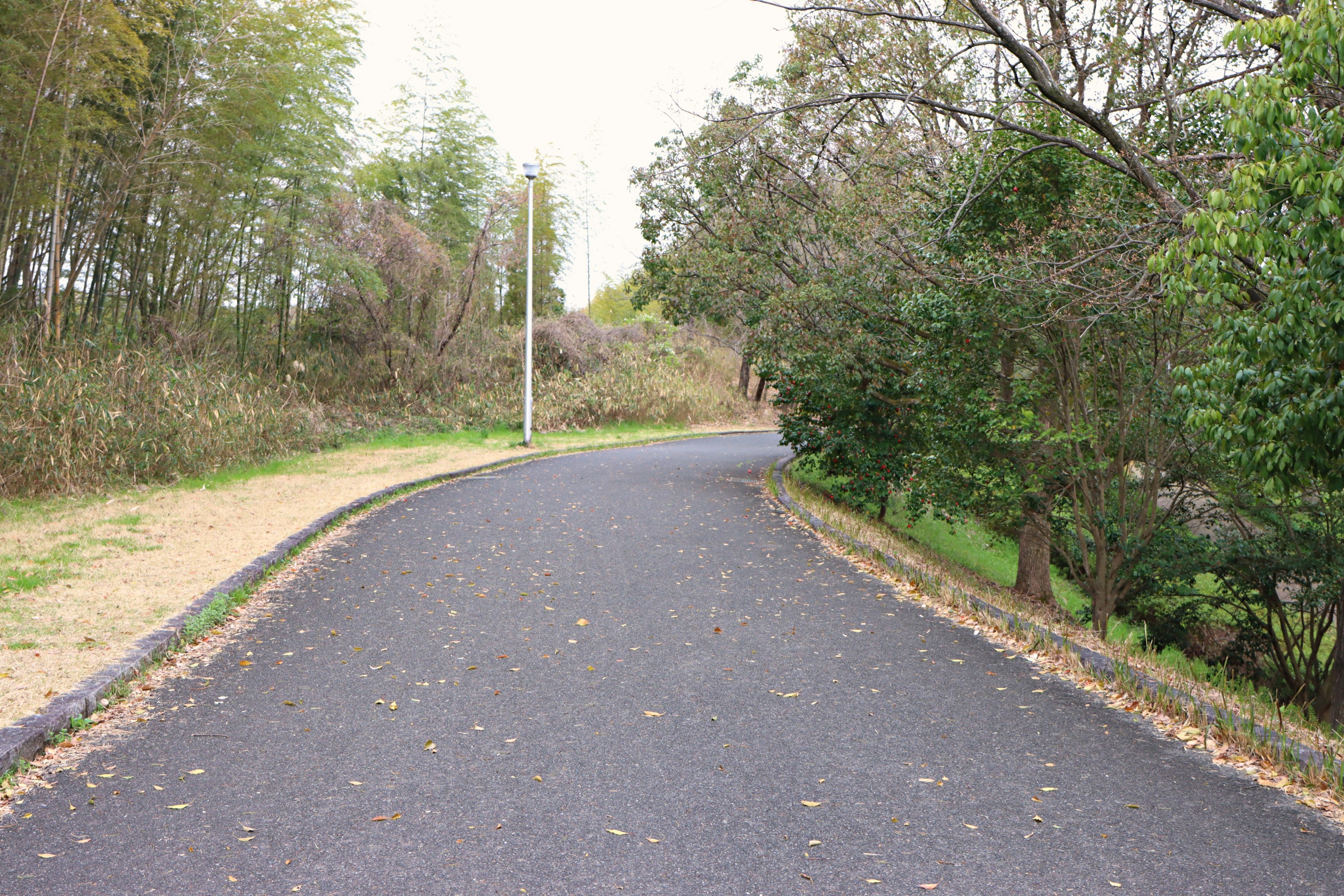 Winding paved path through a lush green landscape