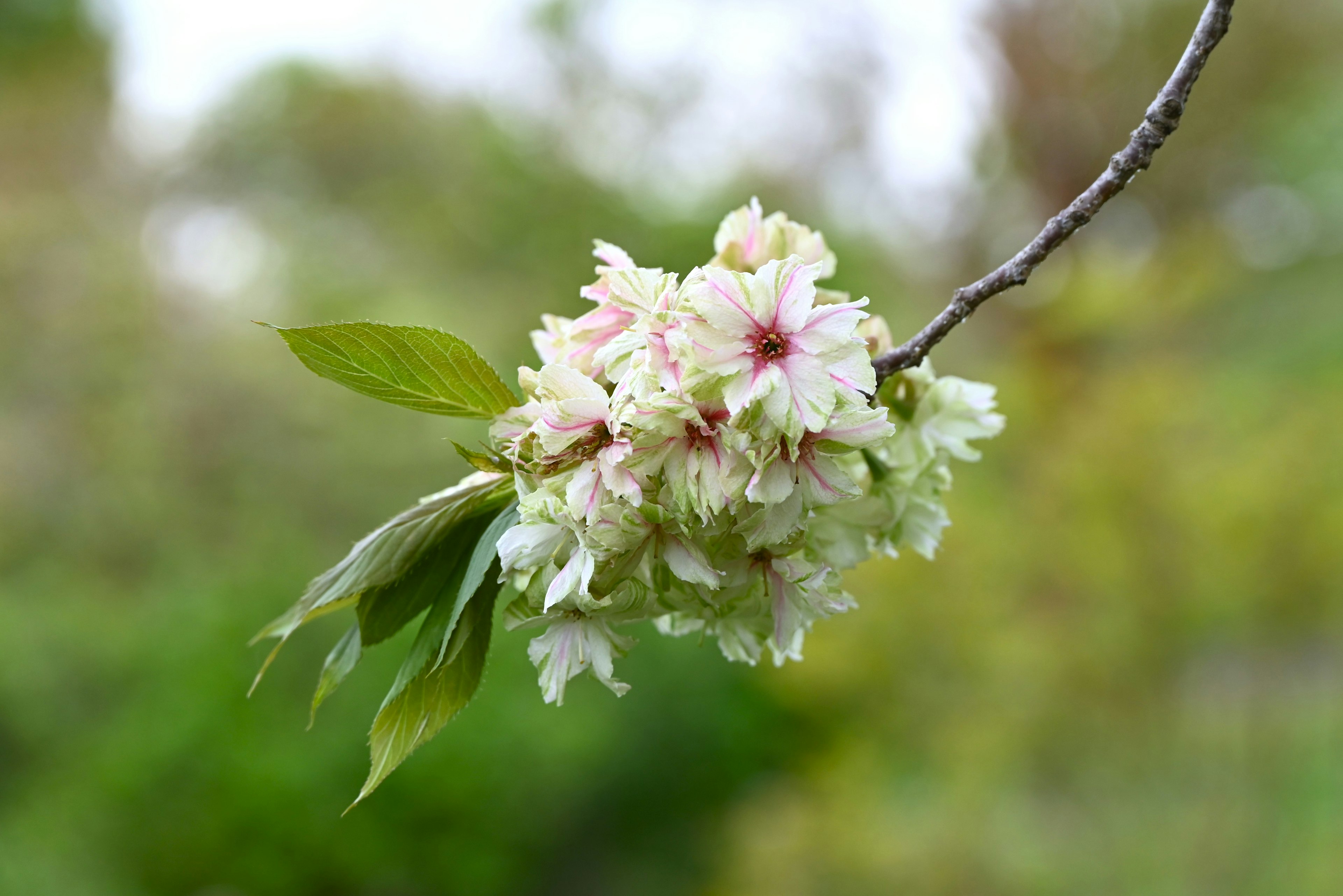 Gros plan de fleurs de cerisier sur une branche avec un arrière-plan vert