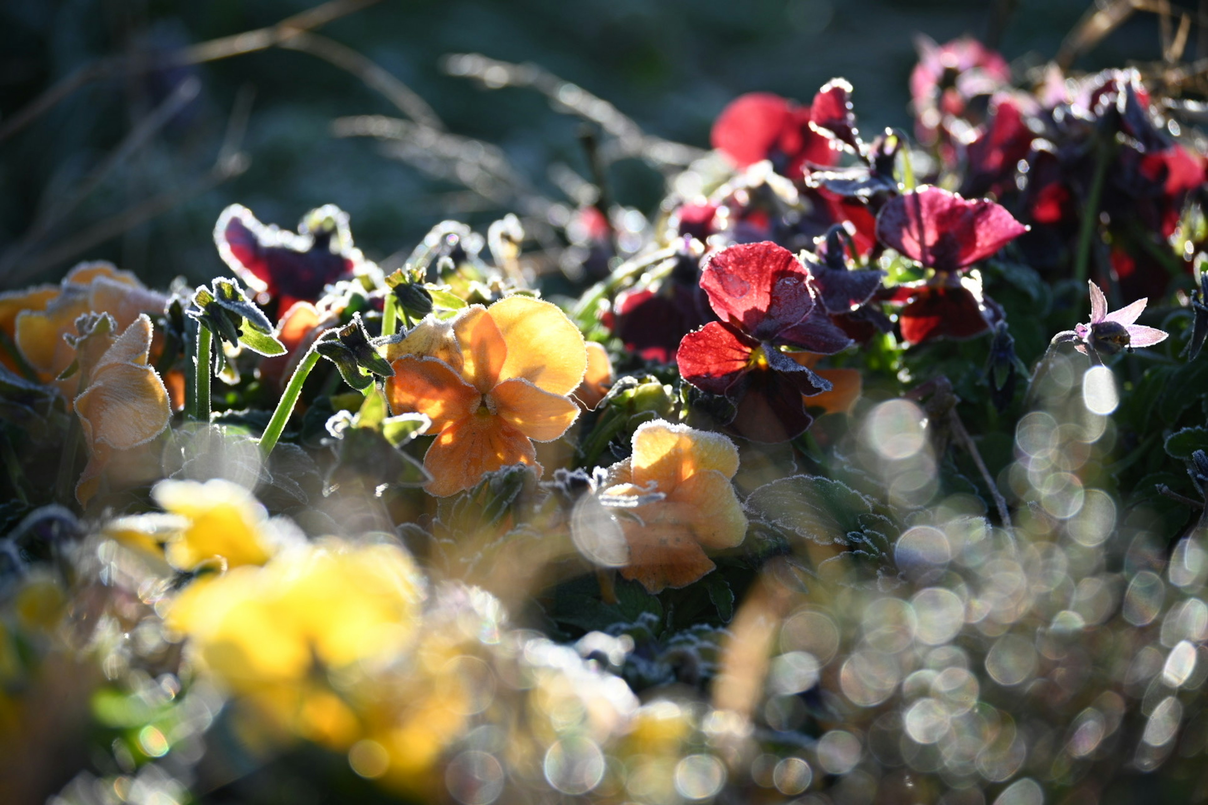 Flores coloridas cubiertas de escarcha con luz solar brillante