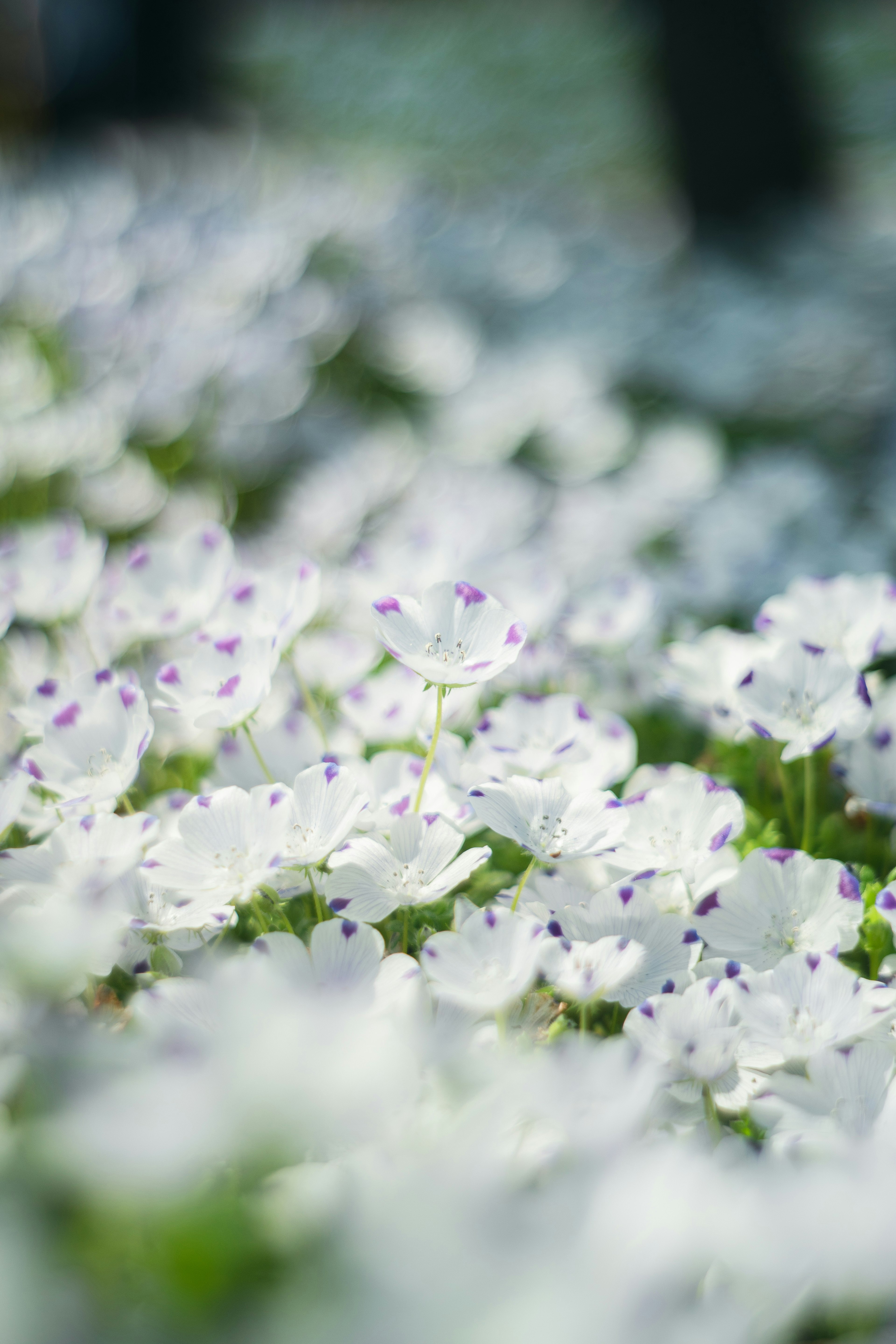 白い花と紫の斑点がある花畑のぼかし効果