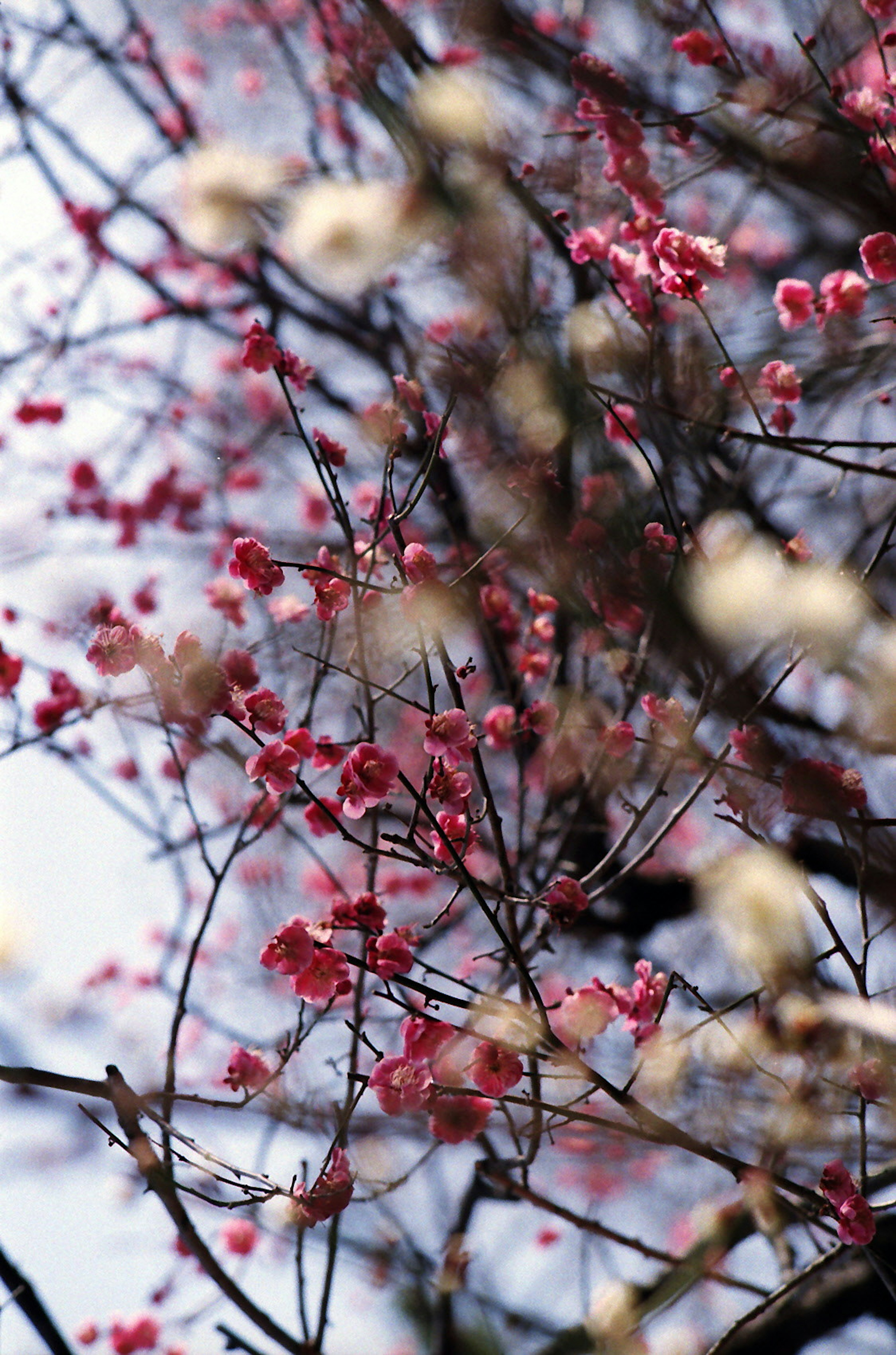 Primo piano di rami di albero con fiori rosa e bianchi delicati