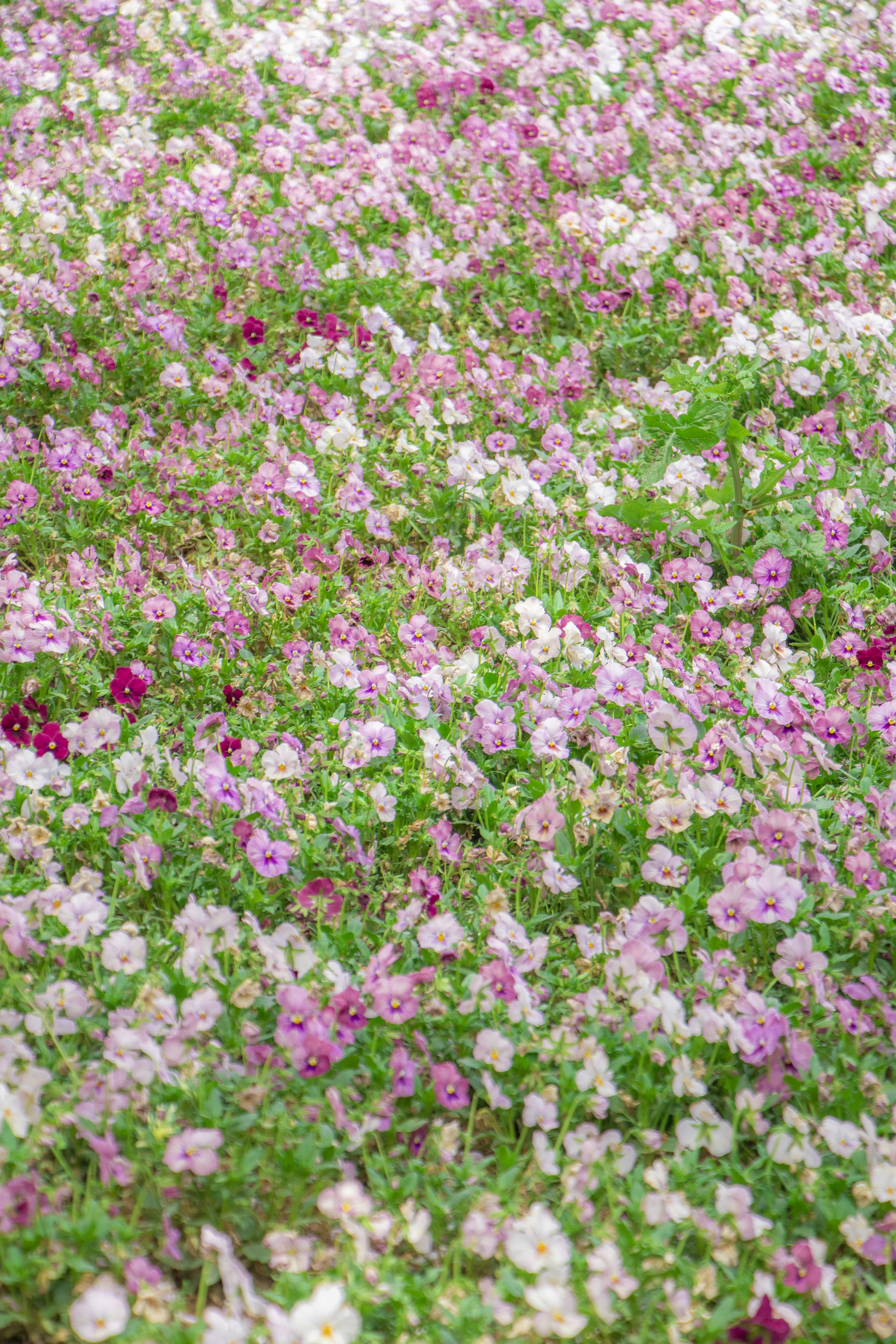 A vibrant field filled with small pink and white flowers