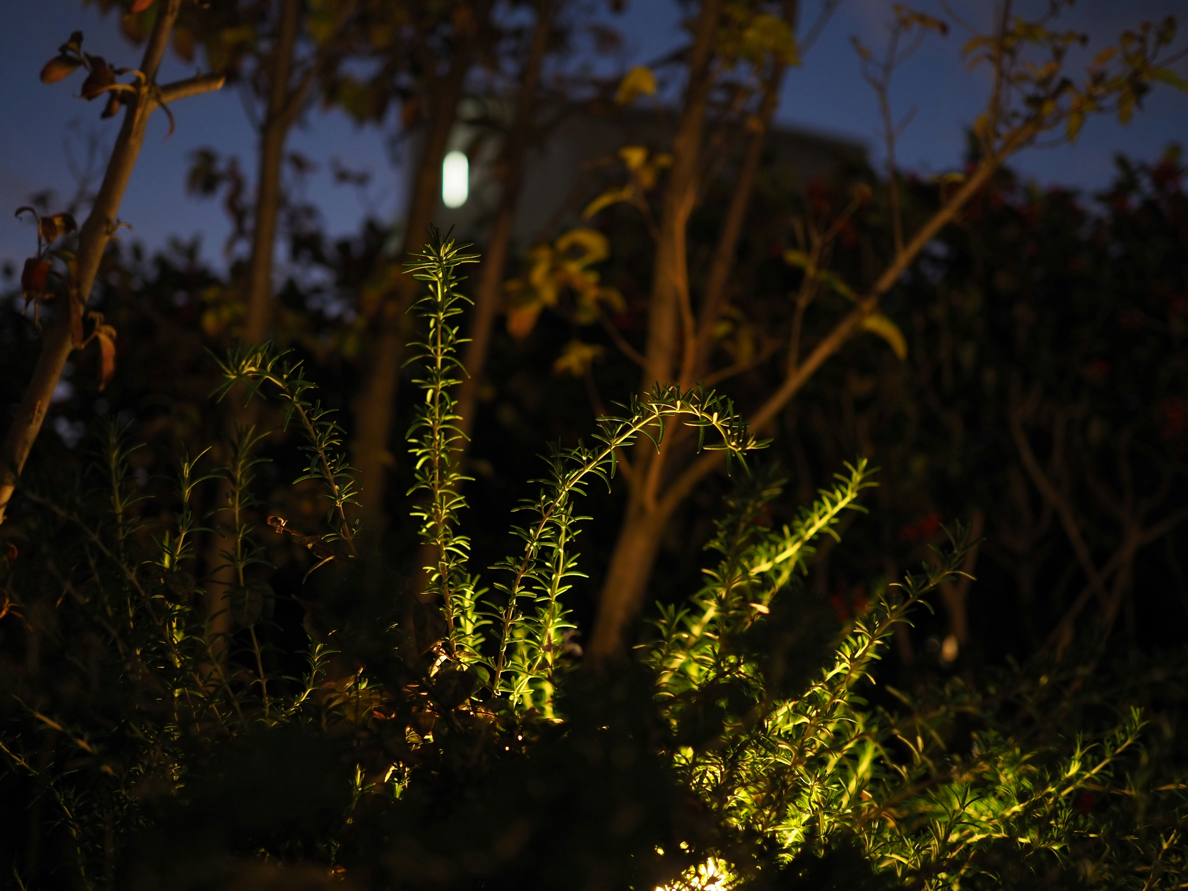 Illuminated green plants in a nighttime garden