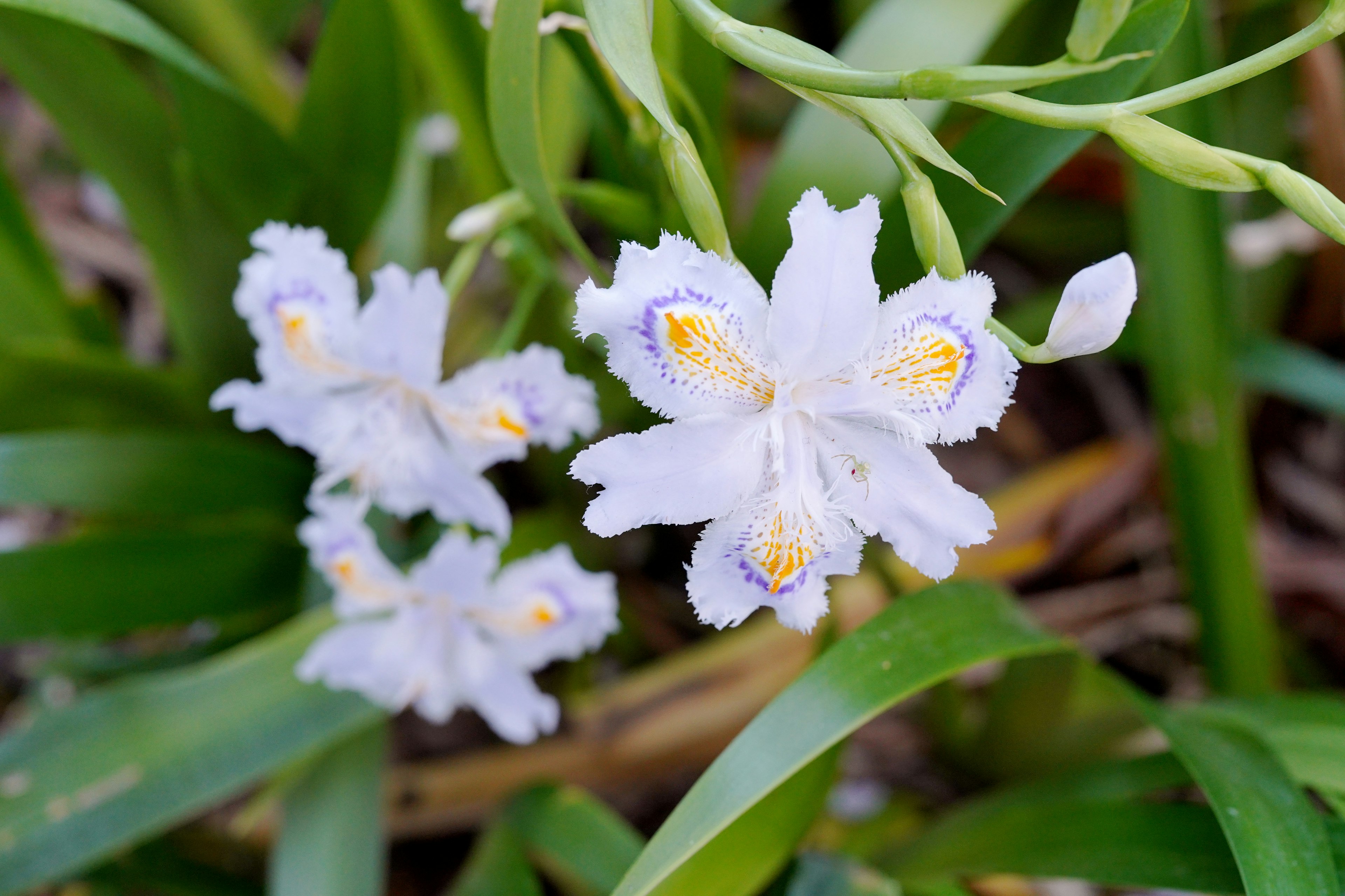 Primer plano de una planta con flores blancas y hojas verdes