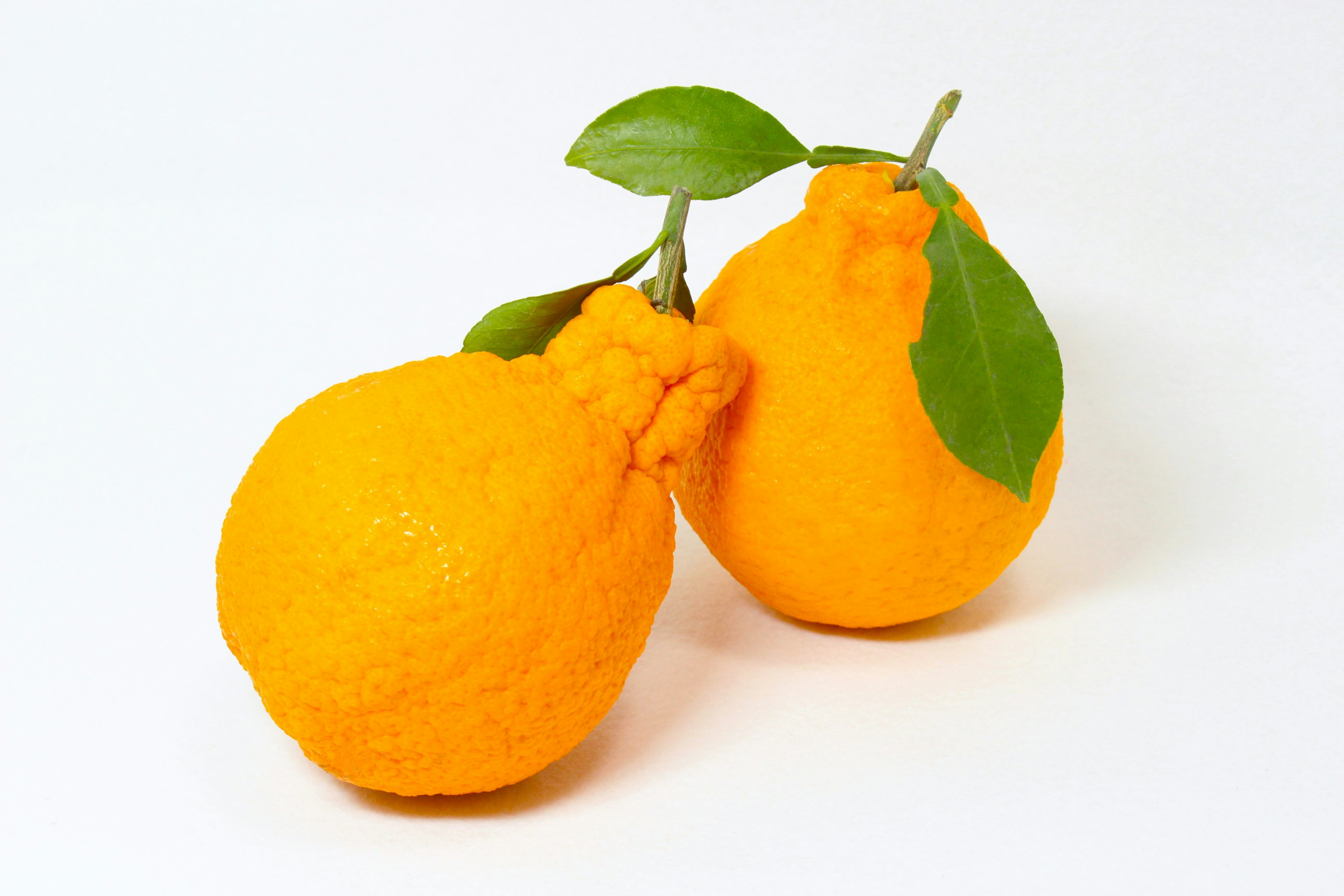 Two orange yuzu fruits with leaves placed side by side