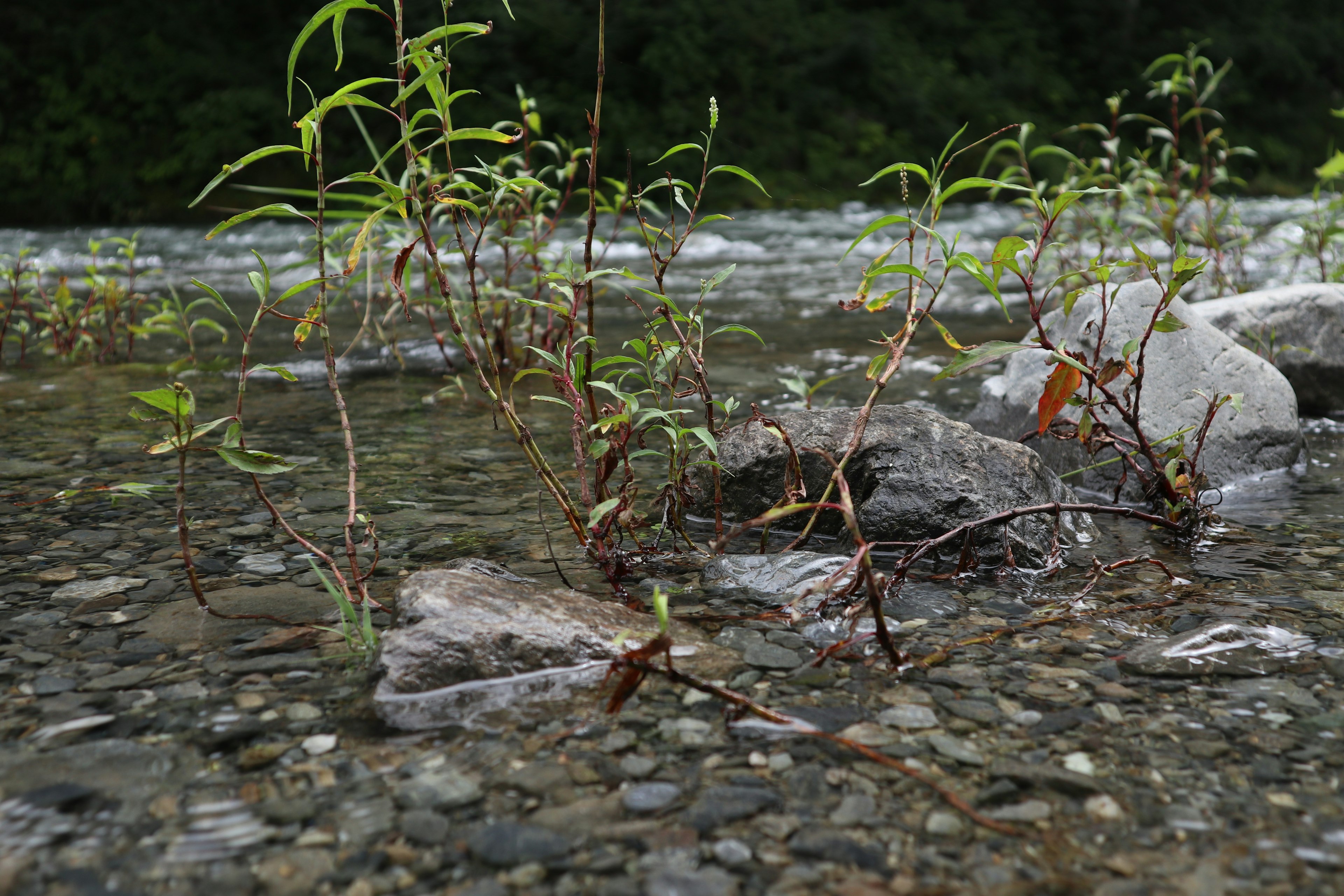 Pflanzen, die auf Steinen im klaren Wasser eines Flusses wachsen