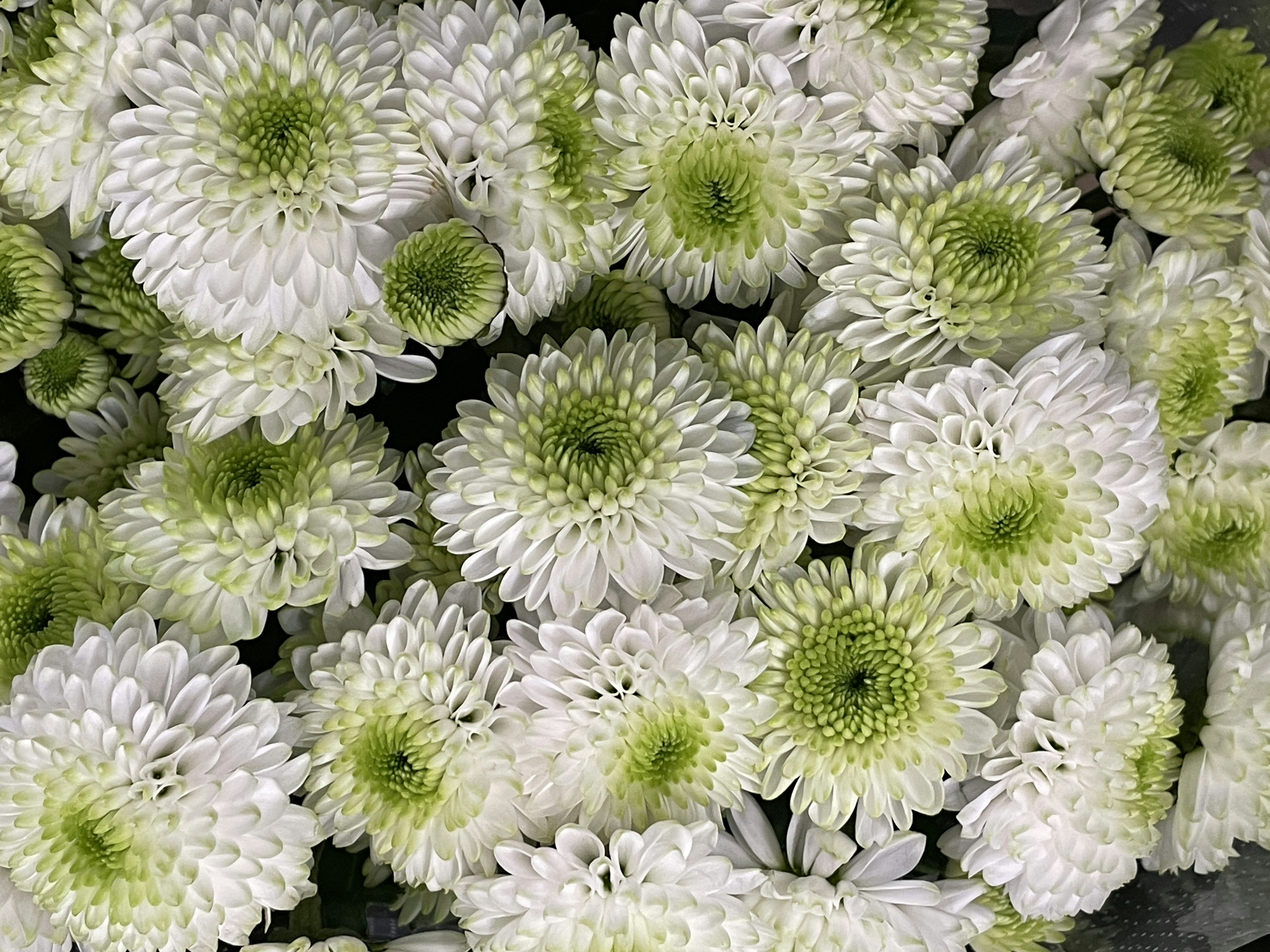 A cluster of white chrysanthemums with green centers