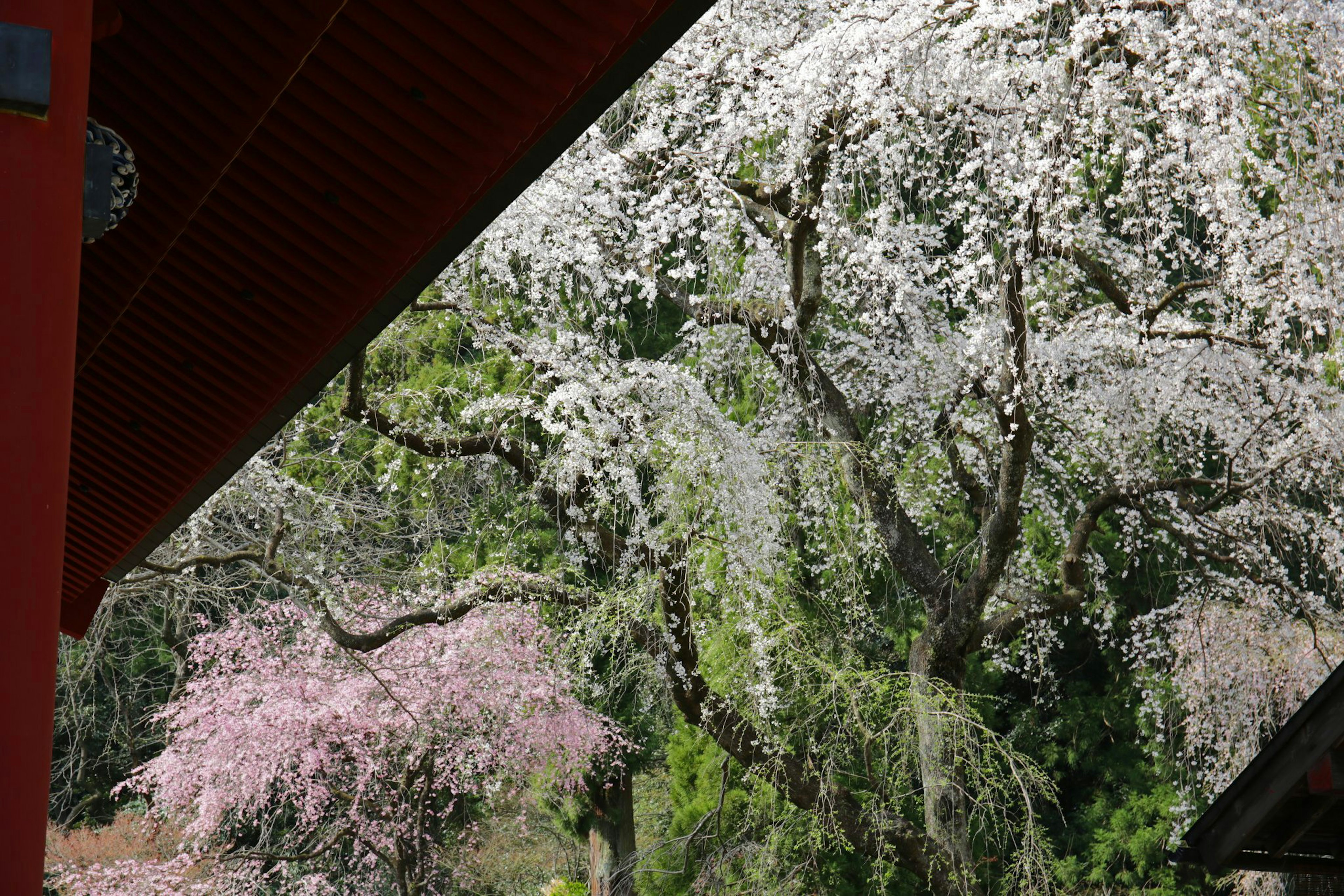 Vista escénica de árboles de cerezo en flor con flores vibrantes rosas y blancas